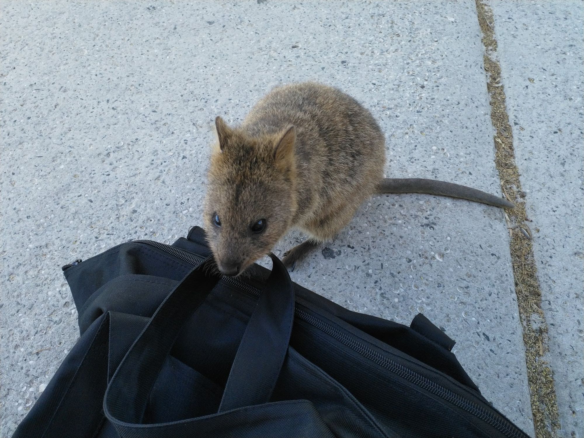 Quokka