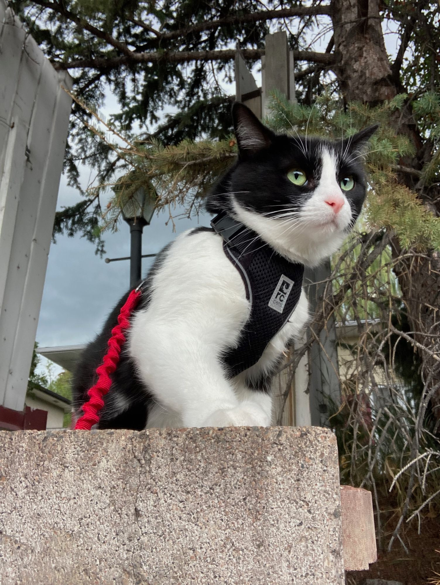 A picture of Domino standing on a cinderbrick wall. A thunderstorm approaches in the background as she stares determinedly into the foreground