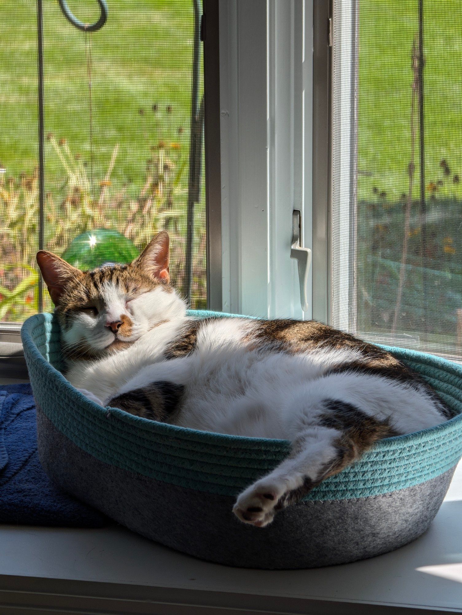 Brown/white cat sunbathing in tiny catbed