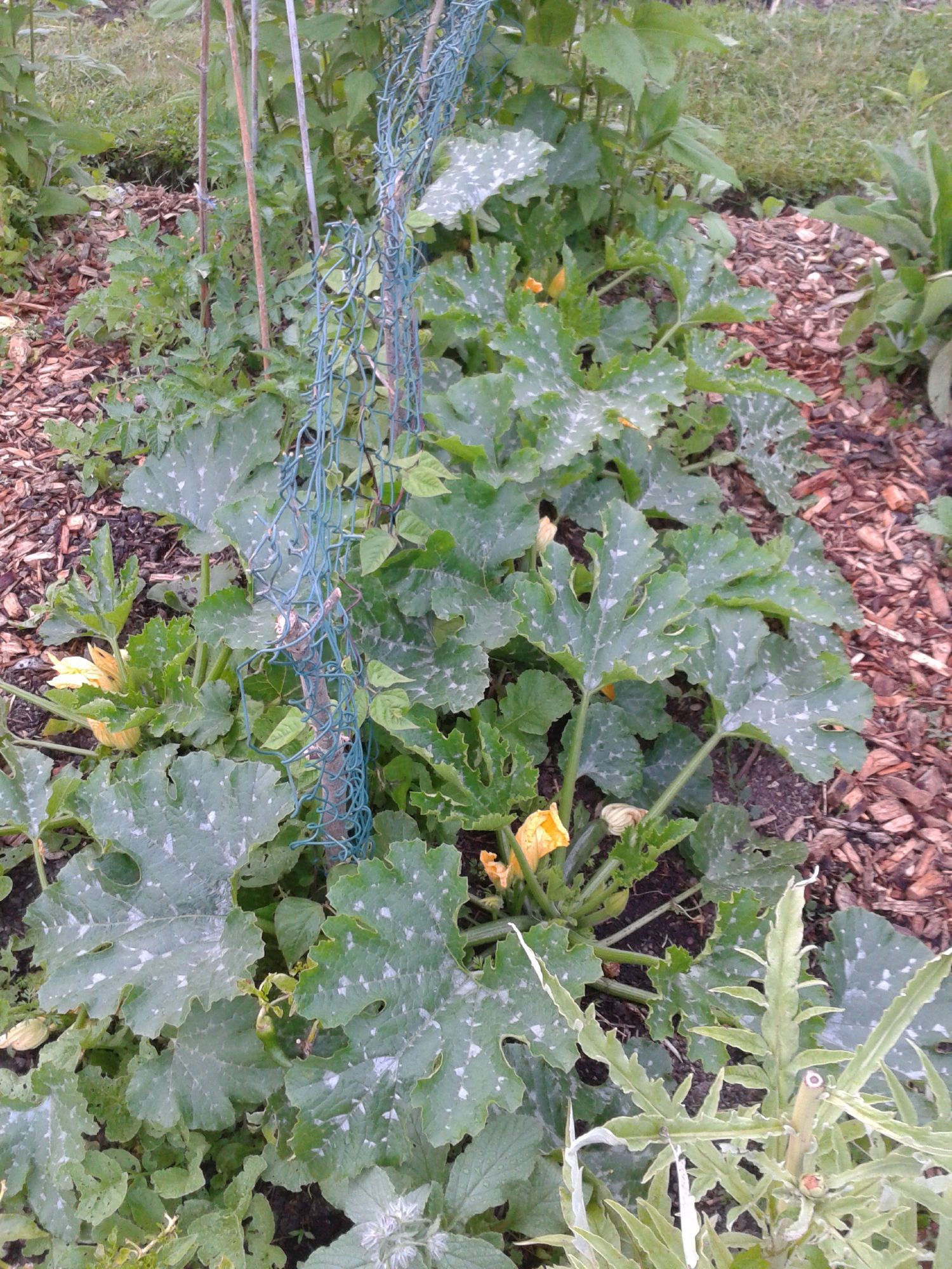 Une planche de culture où les 6 pieds de courgette se sont bien installés. On distingue aussi un pied d'artichauts, des topinambours, des tomates et des haricots grimpants.