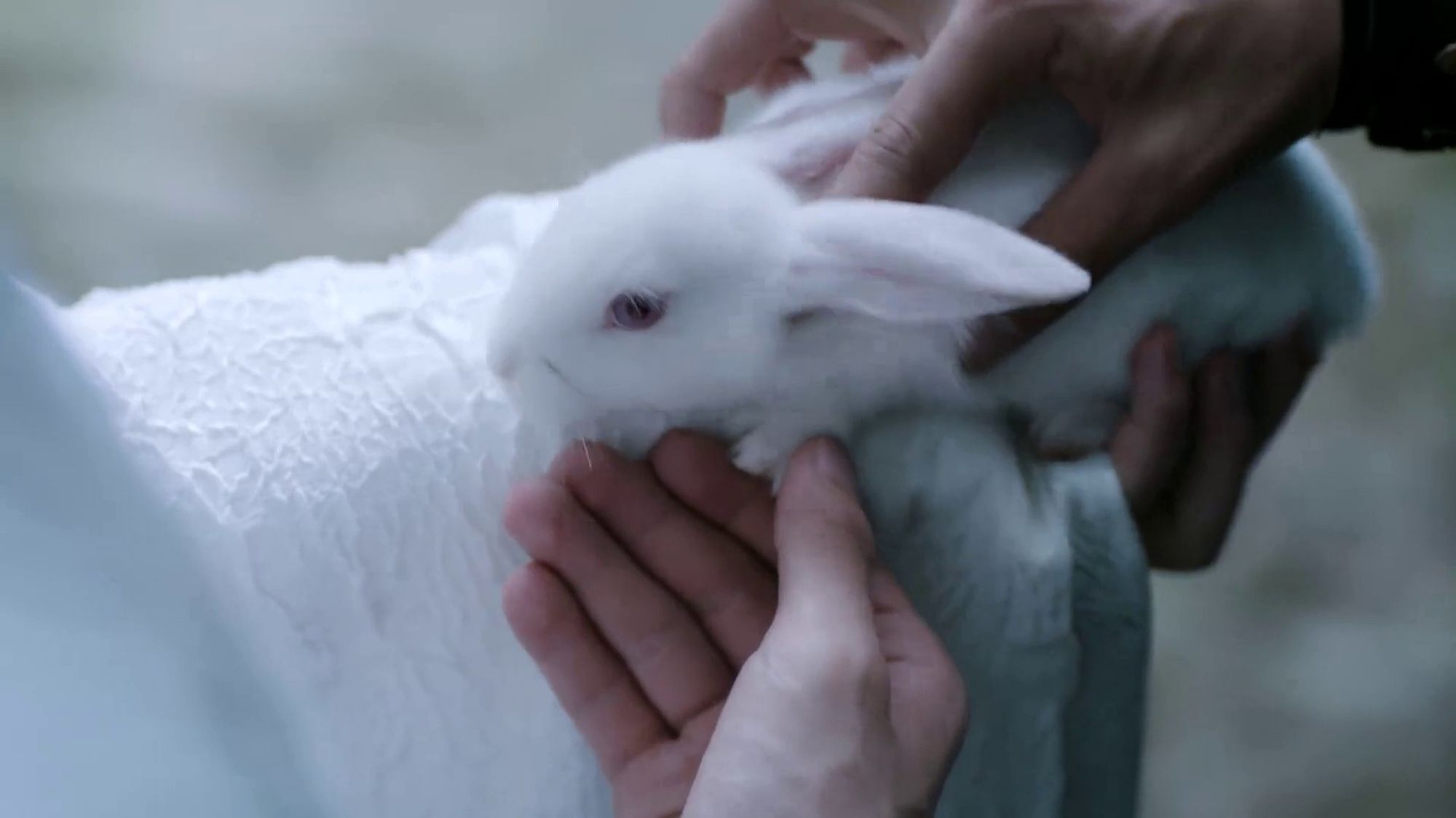 Wei Wuxian (actor Xiao Zhan) & Lan Wangji (actor Wang Yibo)'s hands holding and petting a rabbit in The Untamed / CQL