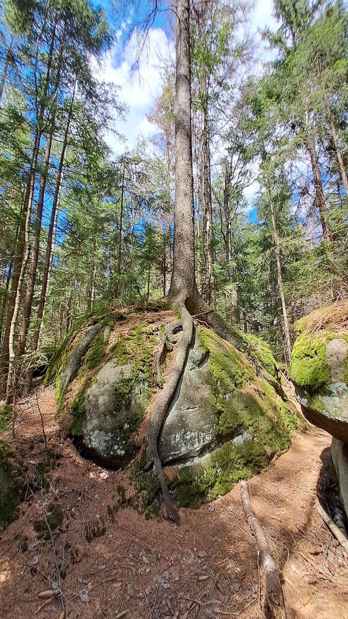 Un arbre a pris racine sur une grosse pierre