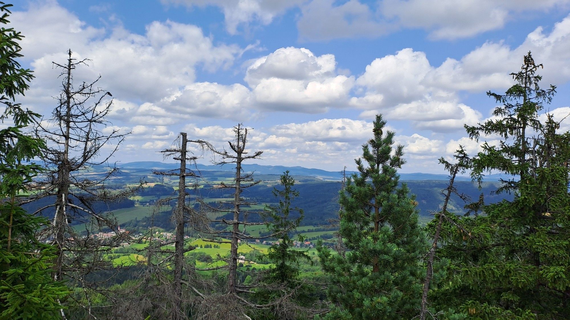 La cime des arbres et à l'horizon des montagnes