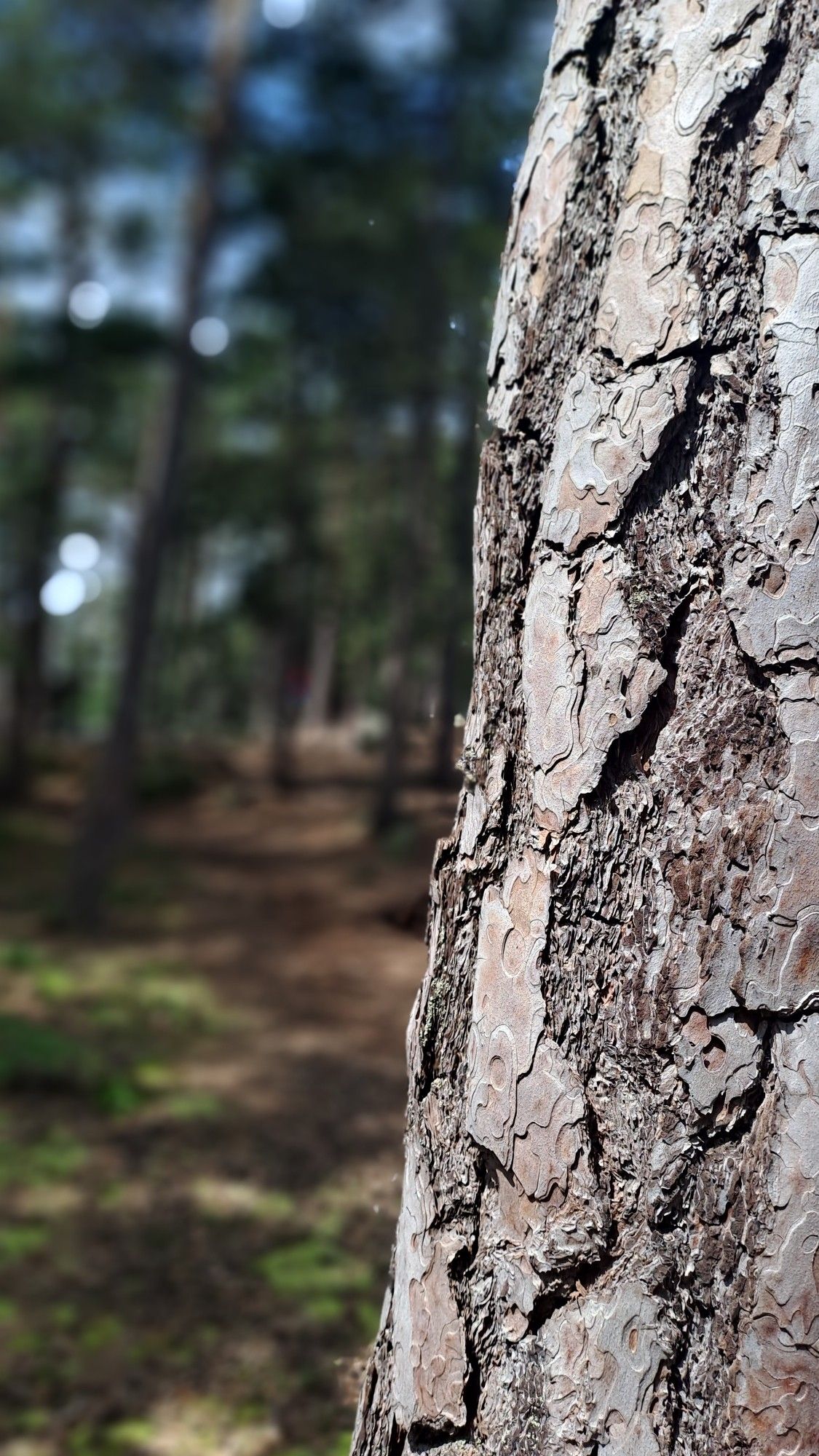 Une écorce d'arbre