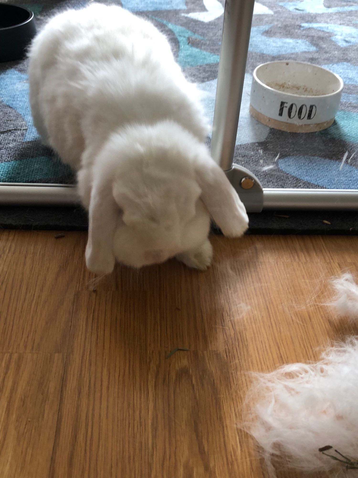 A white rabbit with lop ears and a smooshed face coming over for scratches