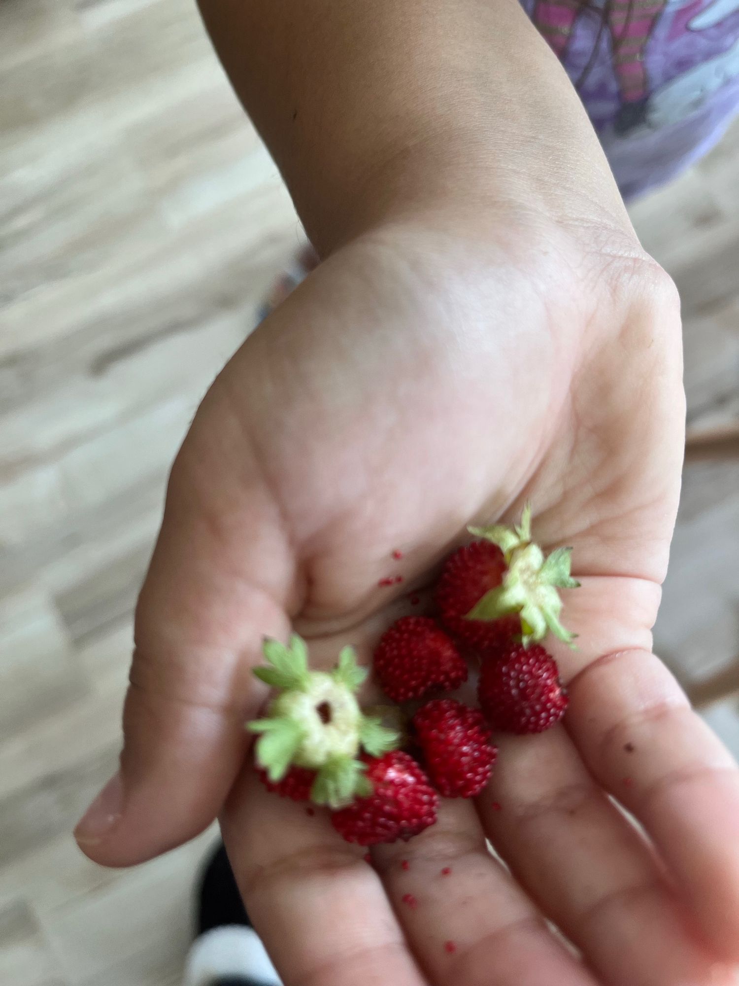 Mock strawberry or wild strawberry, foraging in the backyard. 