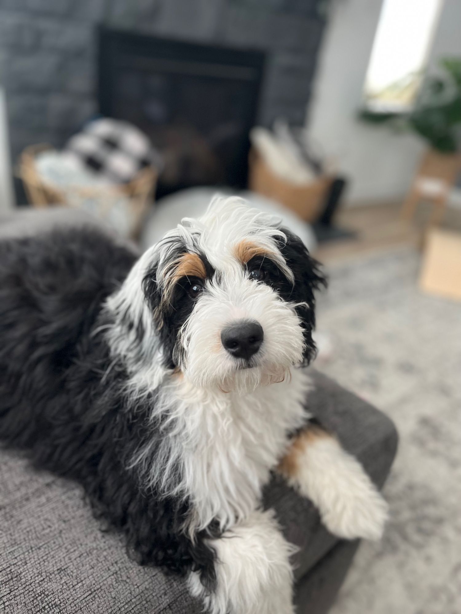 Mini tri color bernedoodle puppy sitting on a charcoal colored couch starring at the camera. 