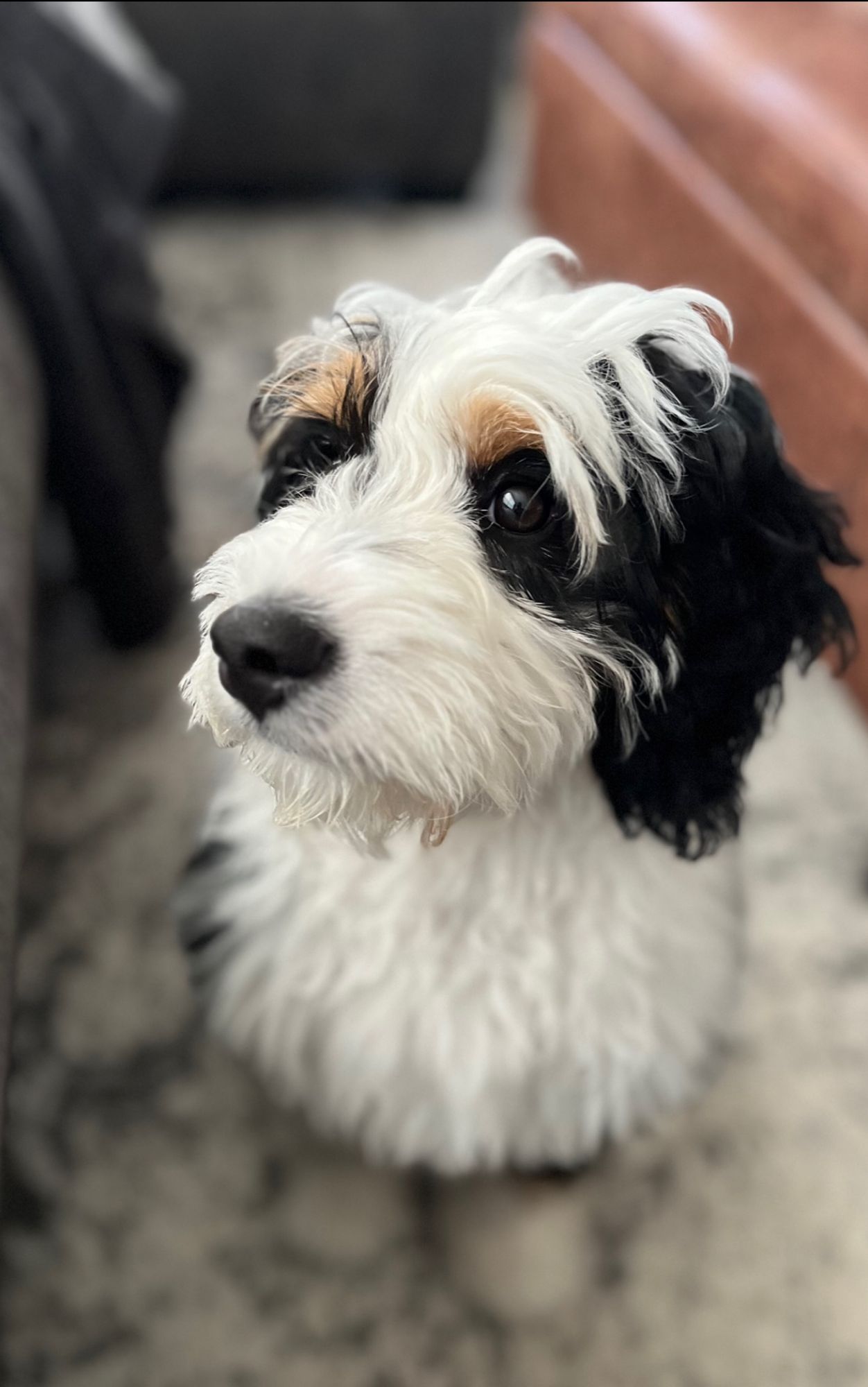 Mini bernedoodle puppy looking off at a distance. 