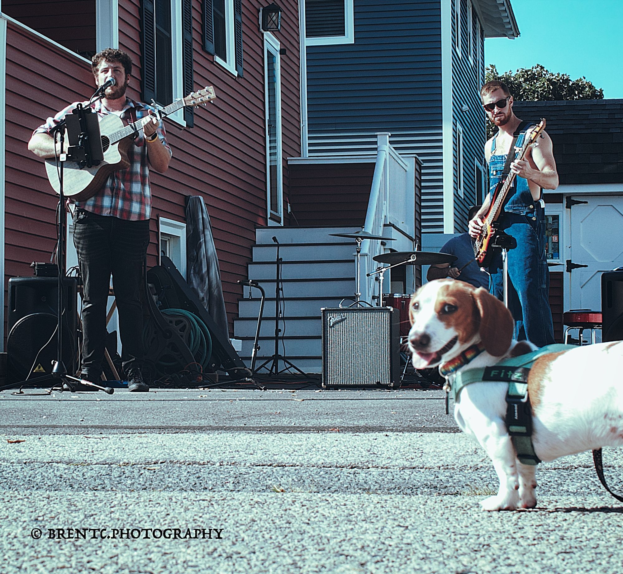 A white dachshund looking back at the camera while watching live music in the background