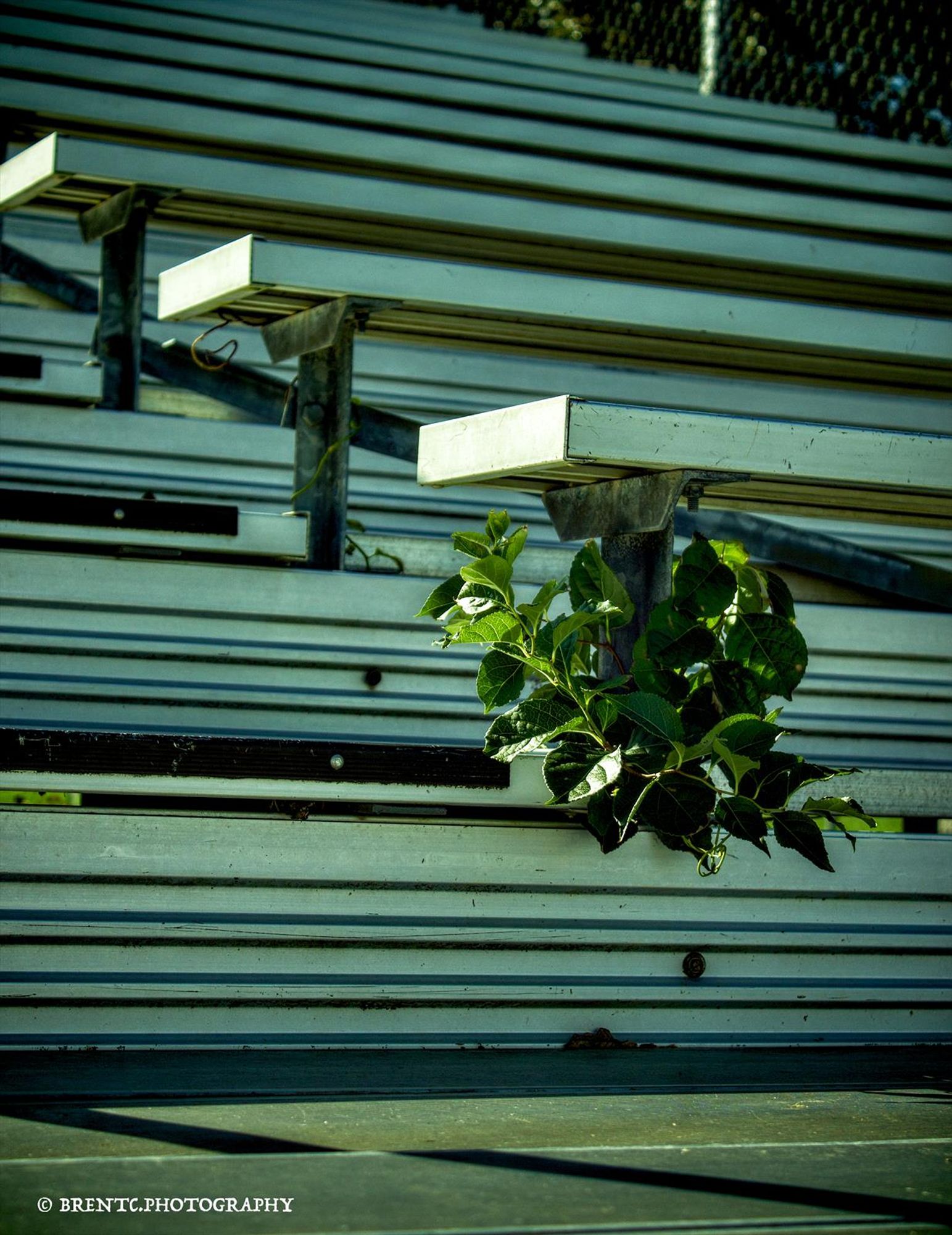 Bleachers at a baseball field with a random plant growing up into the seats.