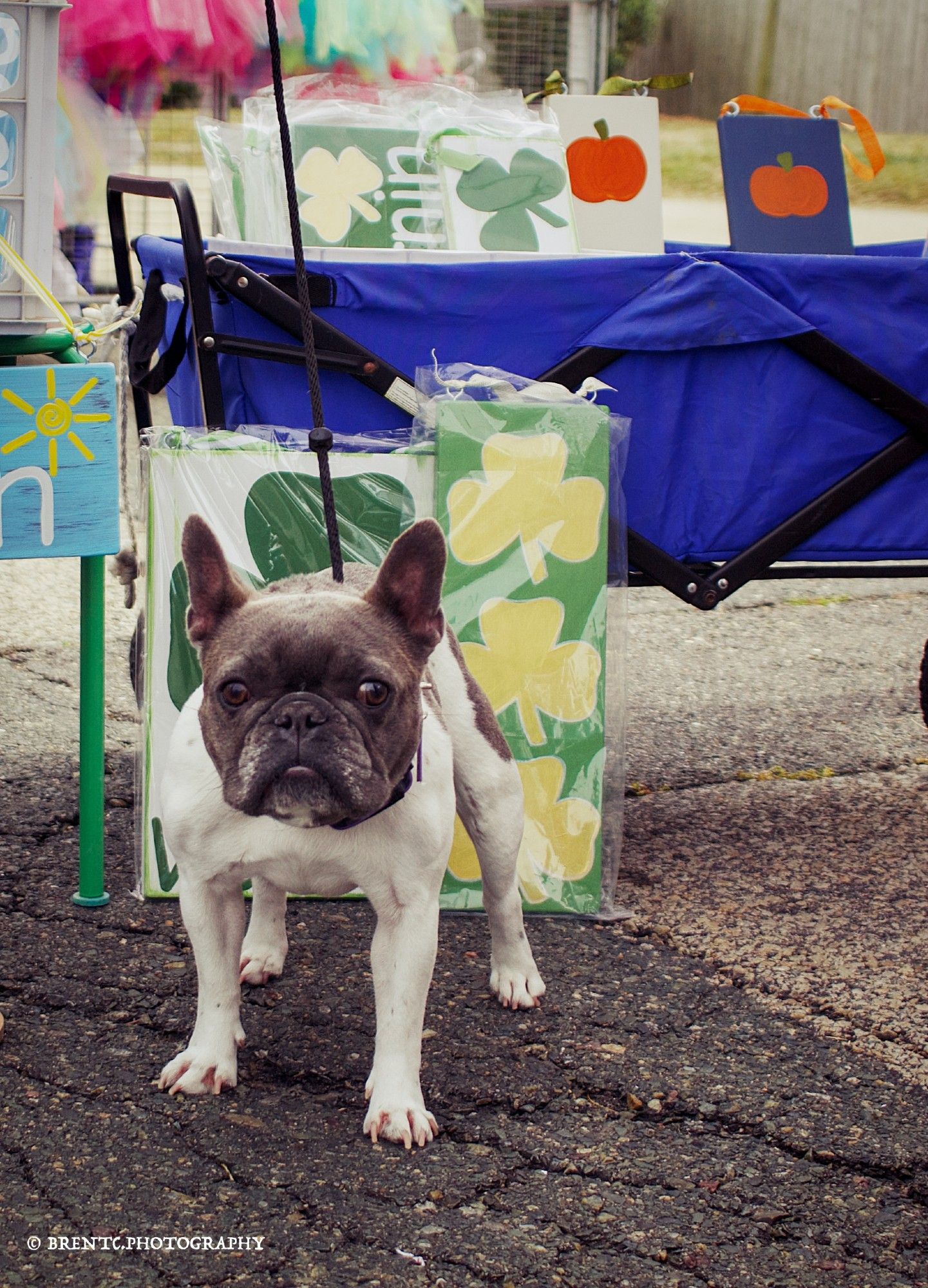 French bulldog at a street fair