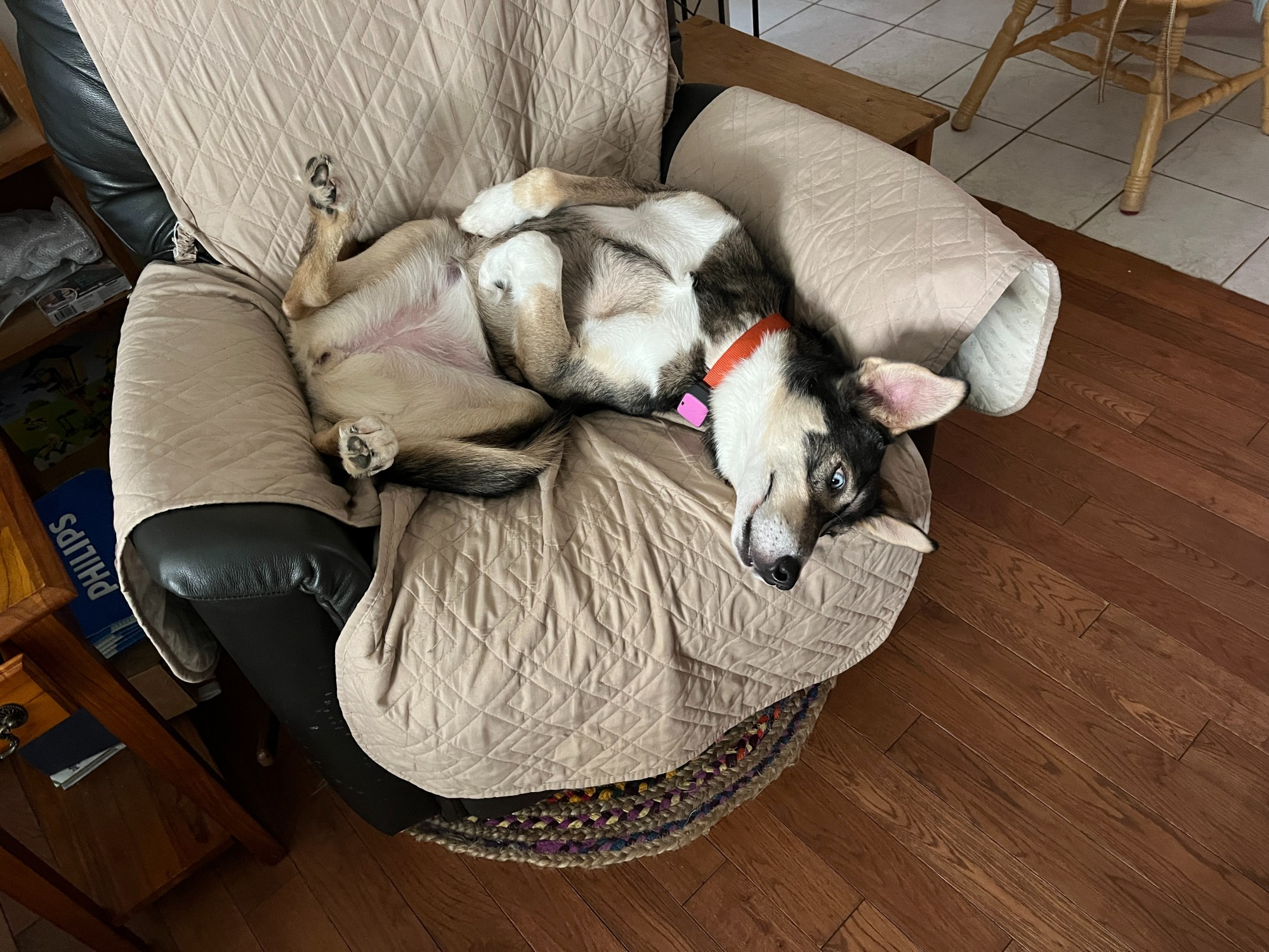 Silly dog lying on her back waiting for belly rubs