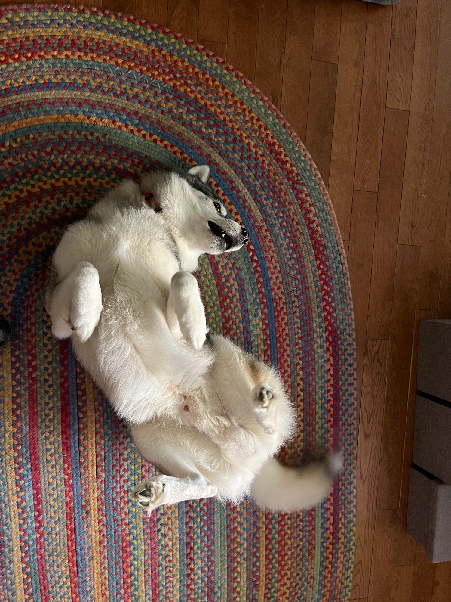 Black and white Siberian Husky on his back with legs in the air expecting belly pets