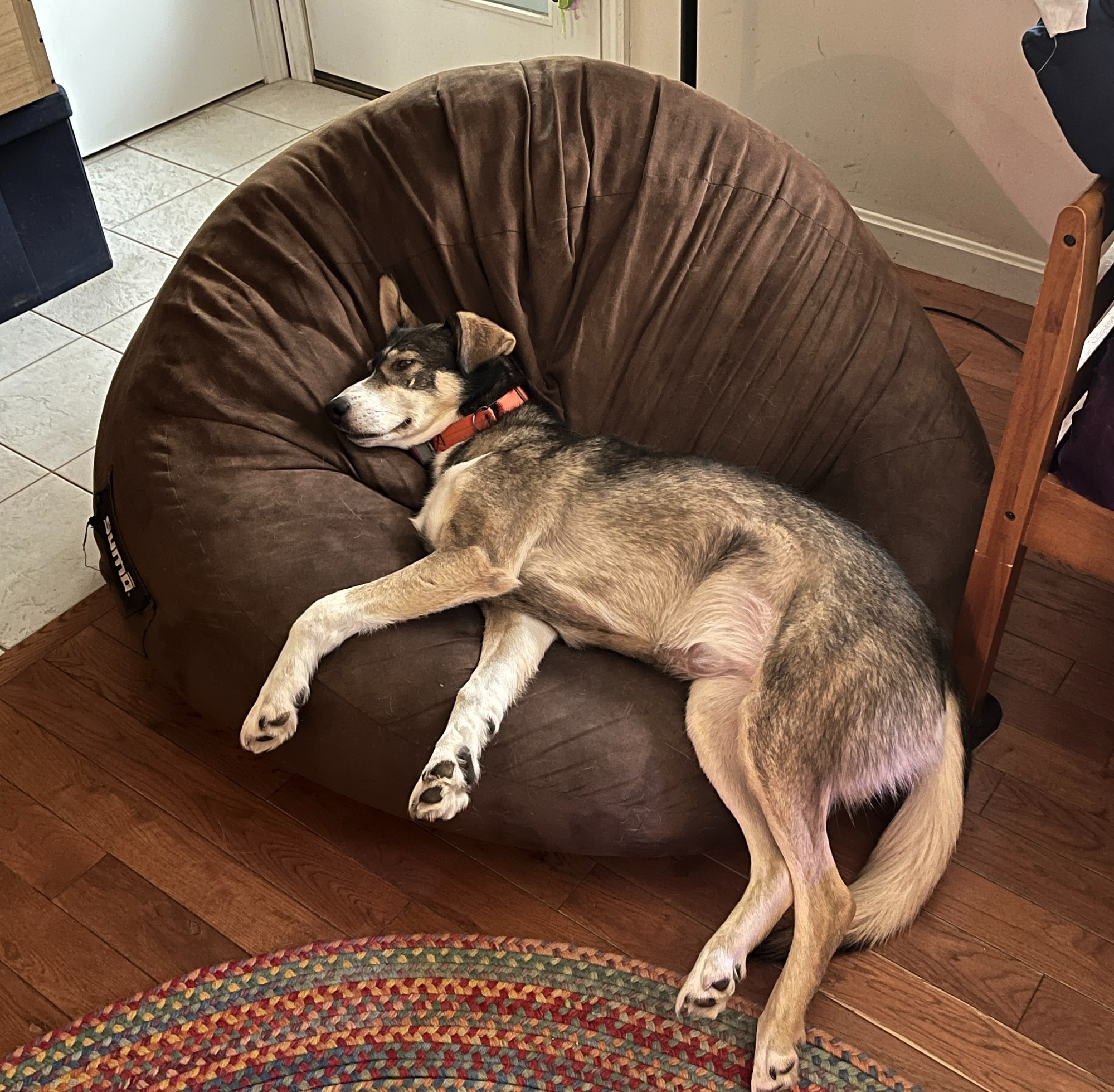 Black and white Alaskan with hind legs hanging off the back of a bean bag chair half-way asleep clearly not caring about the world at all