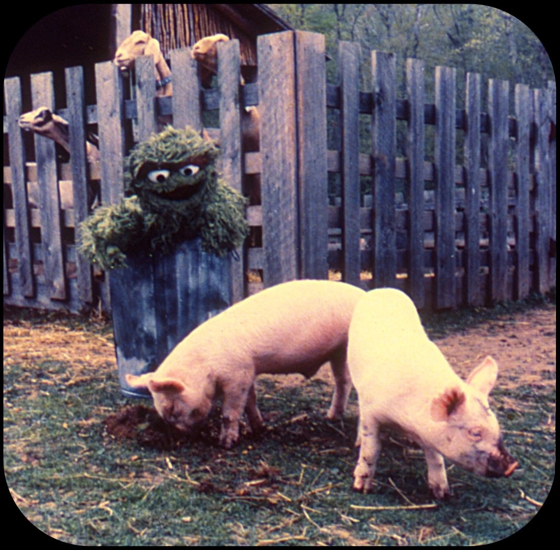 Oscar watching two pigs