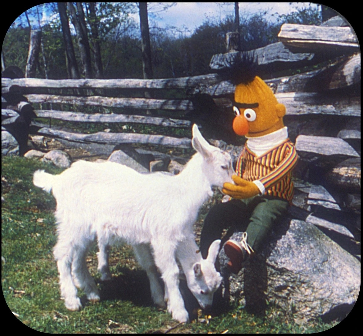 Bert petting two goats