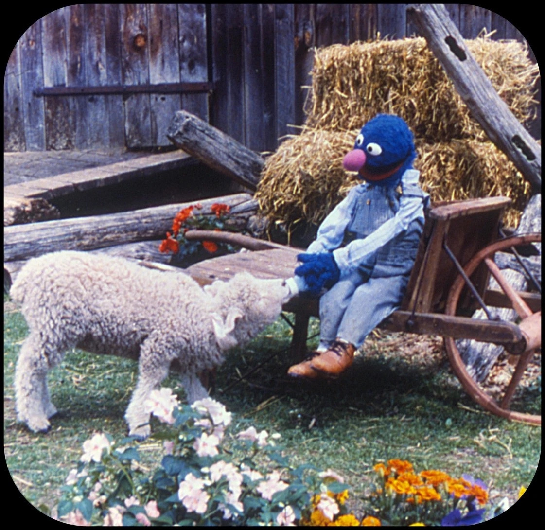 Grover feeding a sheep