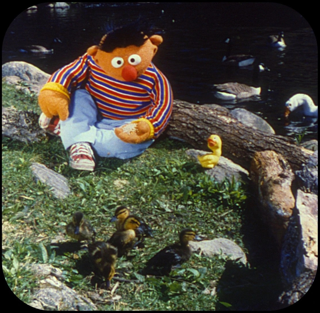 Ernie feeding baby ducks