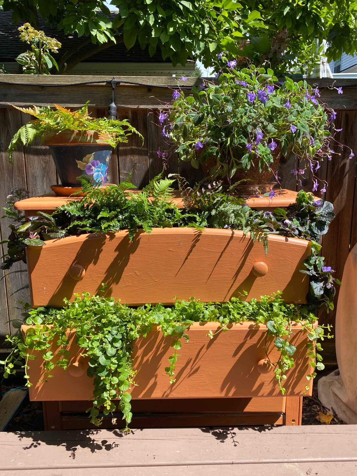 A wooden dresser painted orange. It sits along an outdoor fence and has trailing plants and ferns in the drawers. Two potted plants sit on top. It is a sunny day and there are shadows from the plants along the front of the dresser.