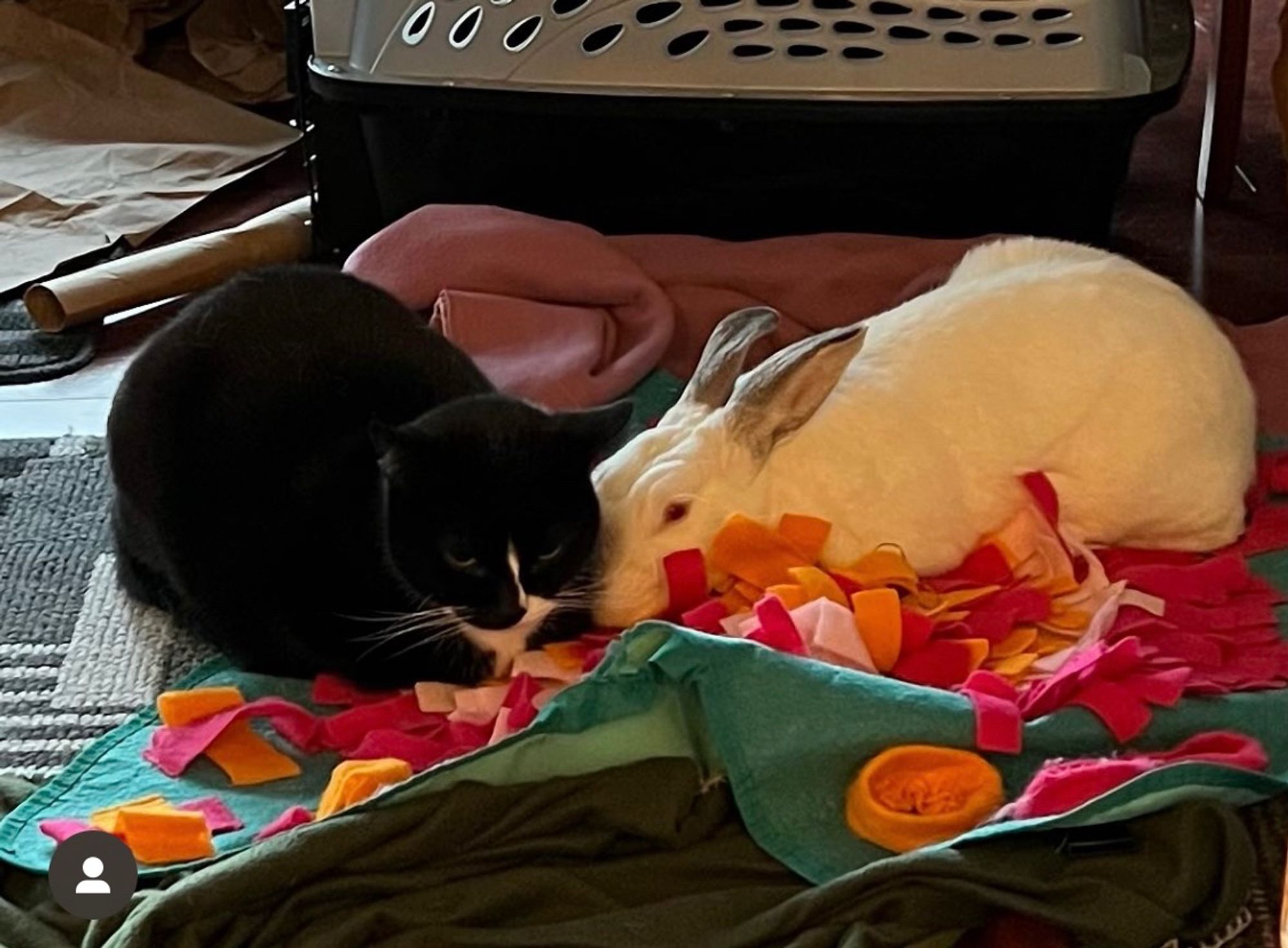 A black and white tuxedo cat and a white bunny with grey splotches sit close to one another on a colourful blanket.