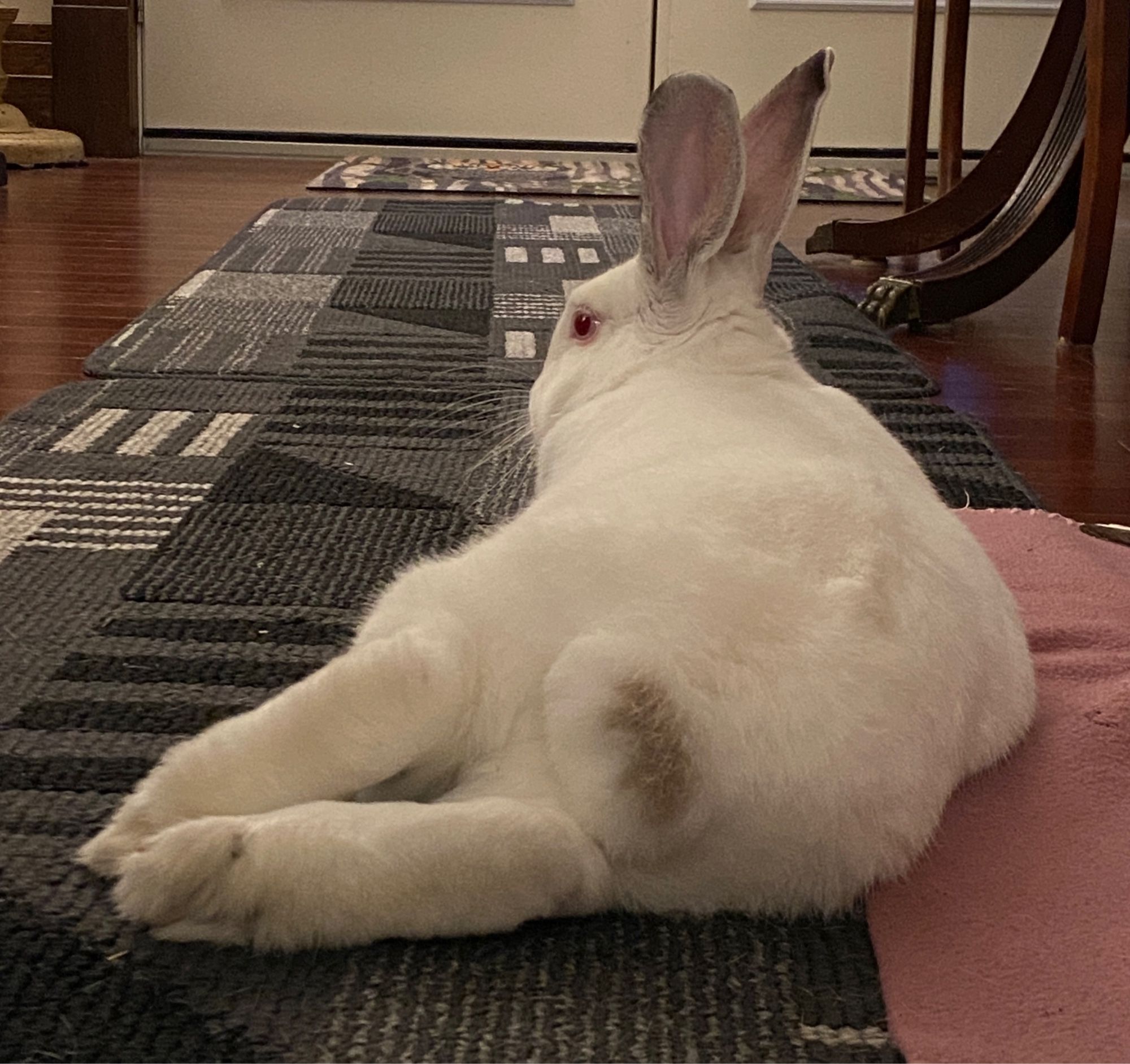 A white rabbit with grey ears and a little grey splotch on her tail resting on a grey carpet. Her back legs are kicked out to the side.