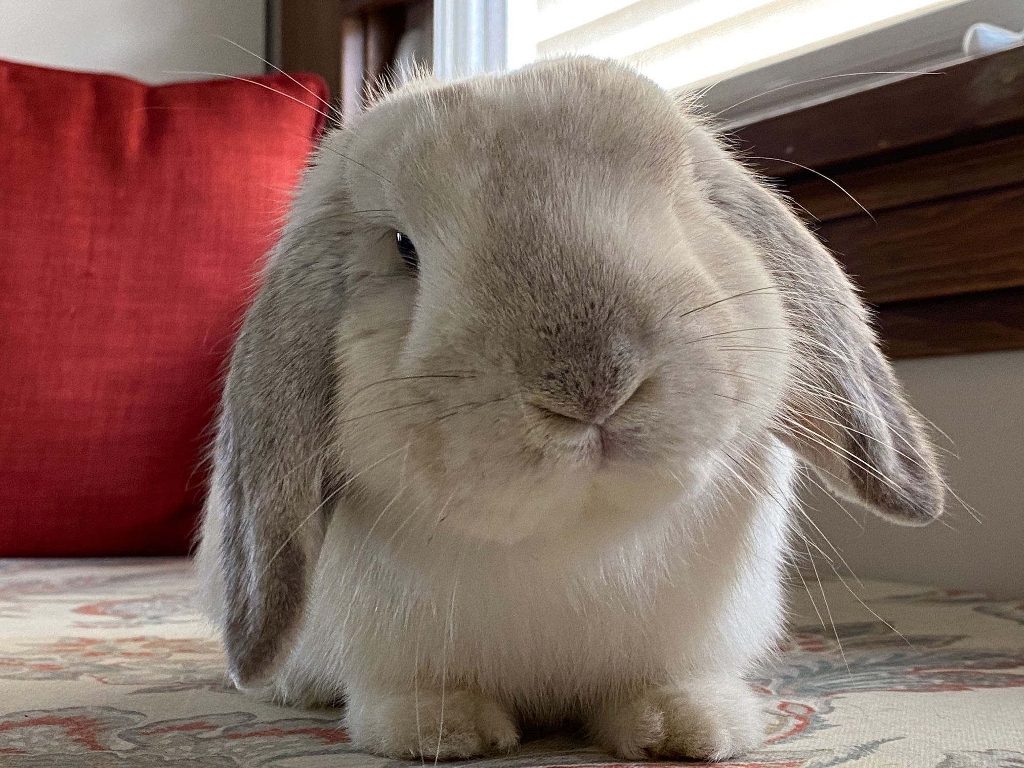 A grey and white mini lop rabbit sitting on a floral cushioned bench near a window. The window has a dark wood sill and there is a deep orange pillow in the background.