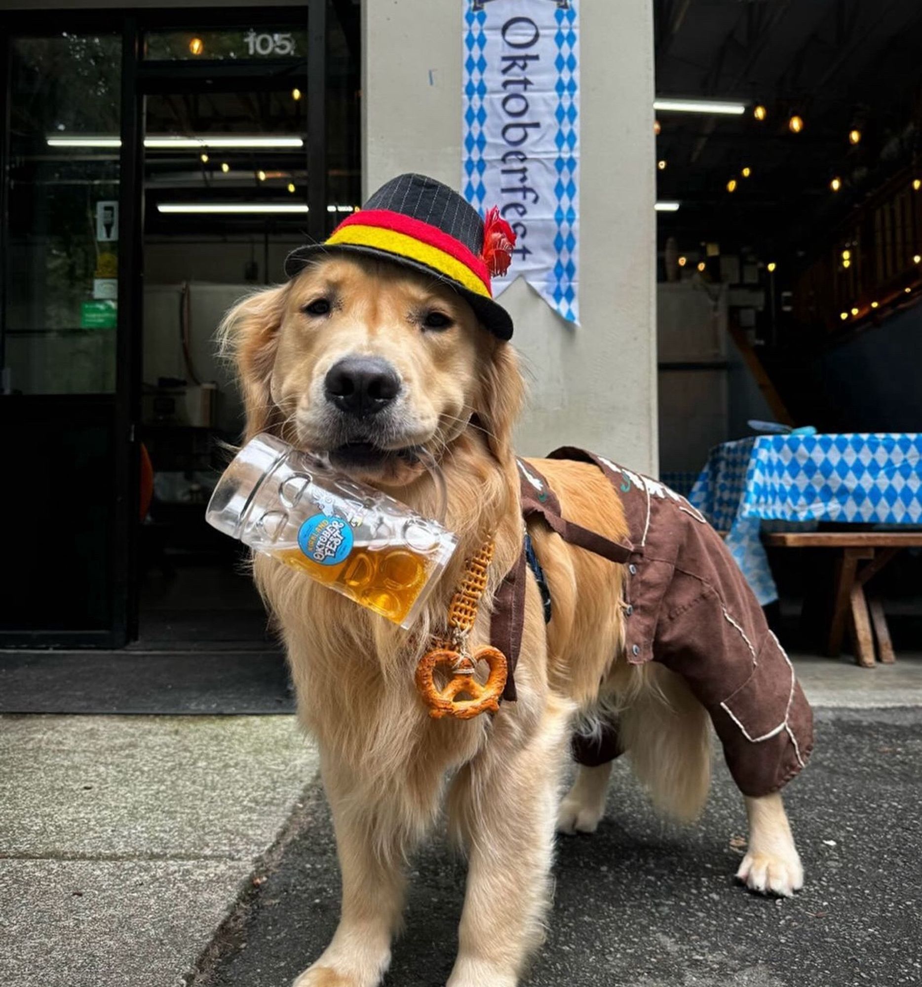 A Golden Labrador (I think) in Oktoberfest costume—including cap—with a big, beer-laden mug in his mouth and a pretzel hanging from his neck.