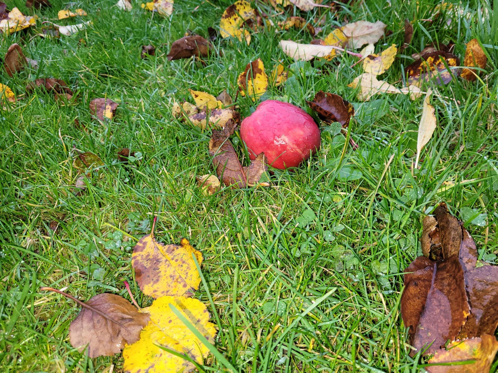 Ein roter Apfel liegt inmitten von gelben und braunen Blättern auf nassem, grünen Gras