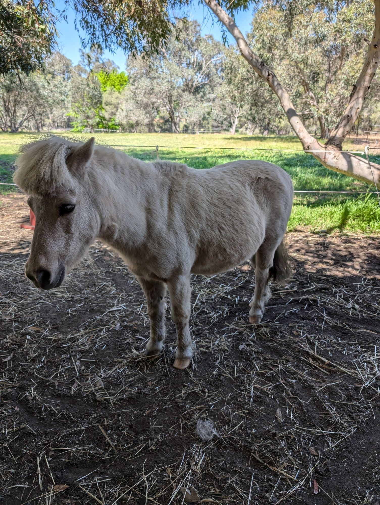 A Palomino mini mate standing in a stable with a green paddock and trees n the background