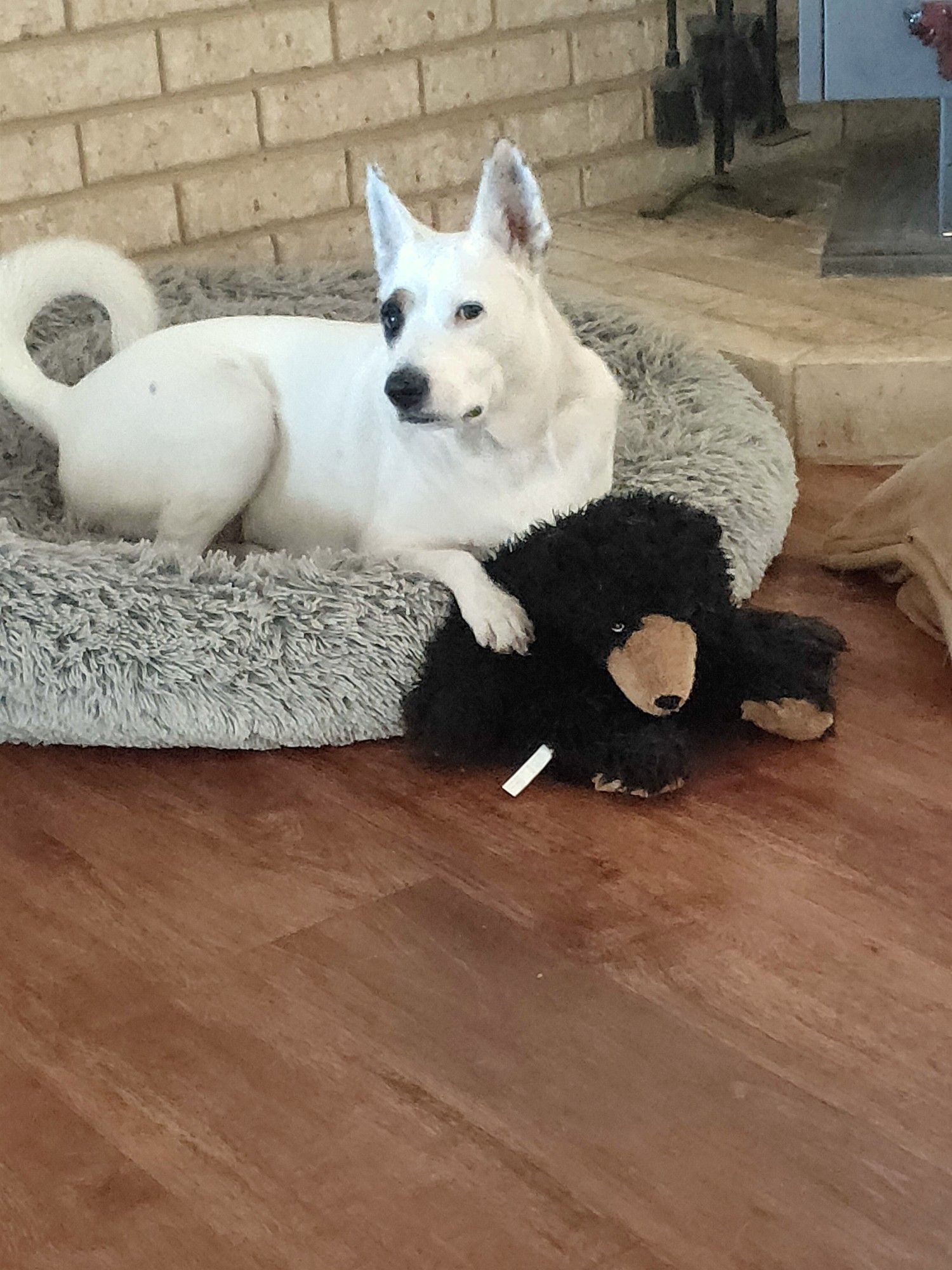 A white Kelpie x Terrier dog named Bunts sitting in a round grey fluffy dog bed holding a toy black bear 