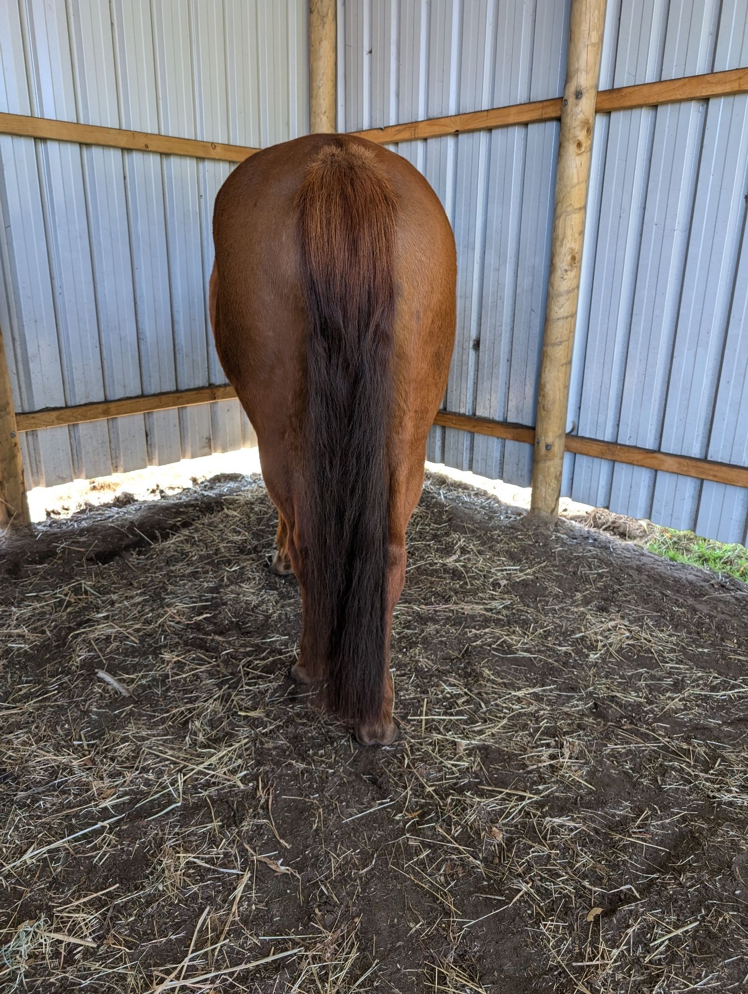 A Chestnut Mares rear end showing her beautiful taail