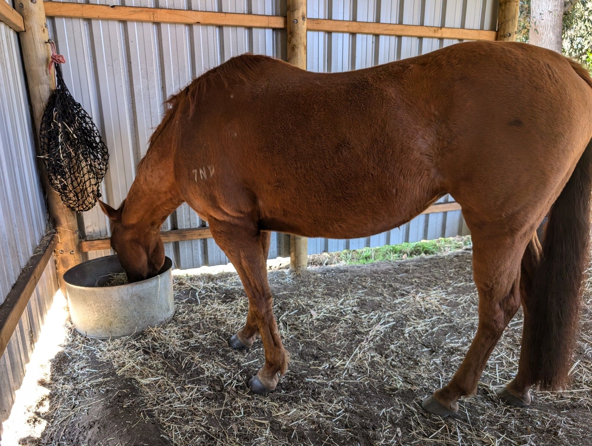 Chestnut mare eating from a feed bin  with a slow feeder hay net hung in the corner of her stable after a grooming session