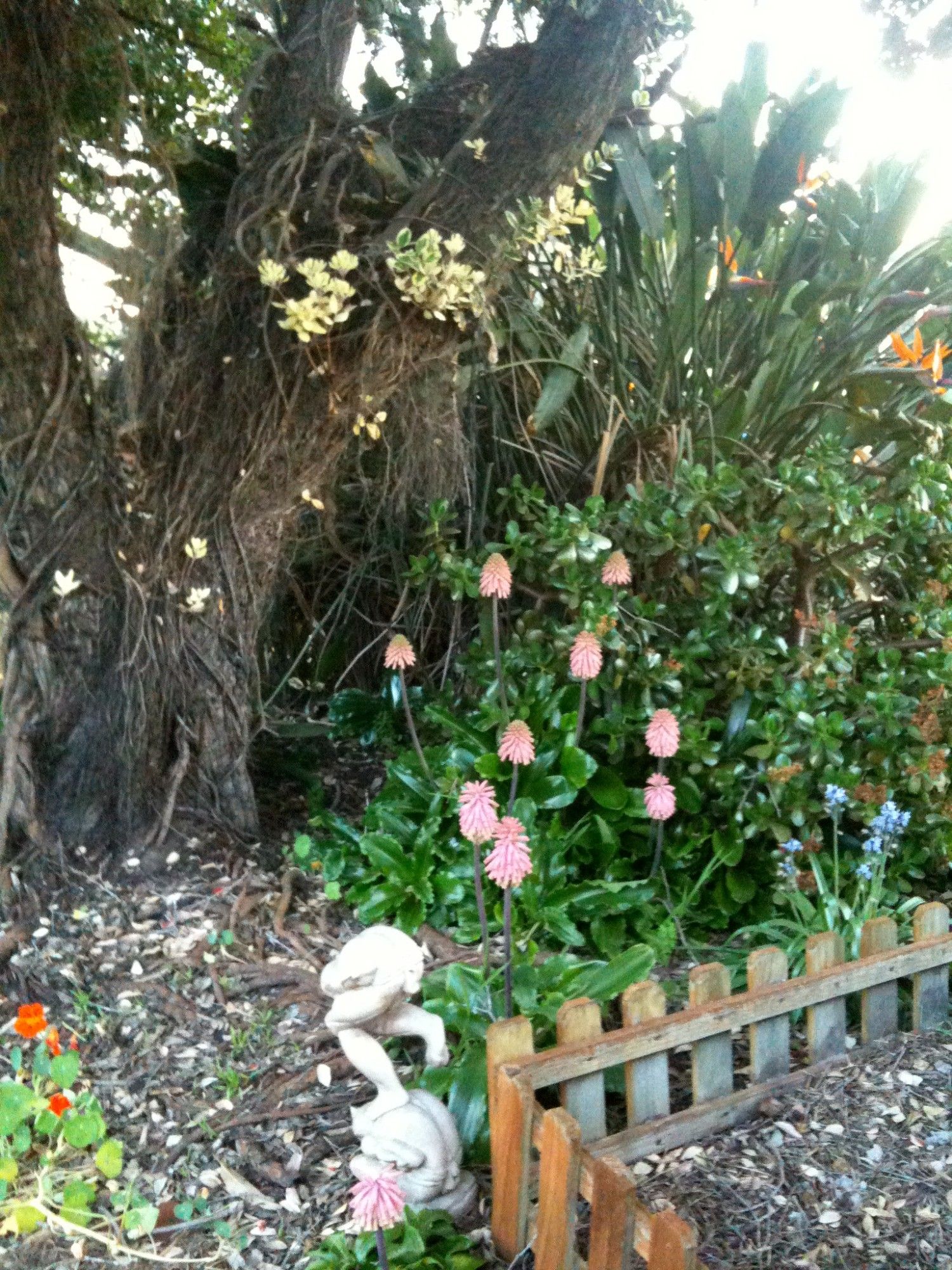 Red hot pokers, Strelizia, NZ Mirror bush, Nastursium all beneath the Faeries tree