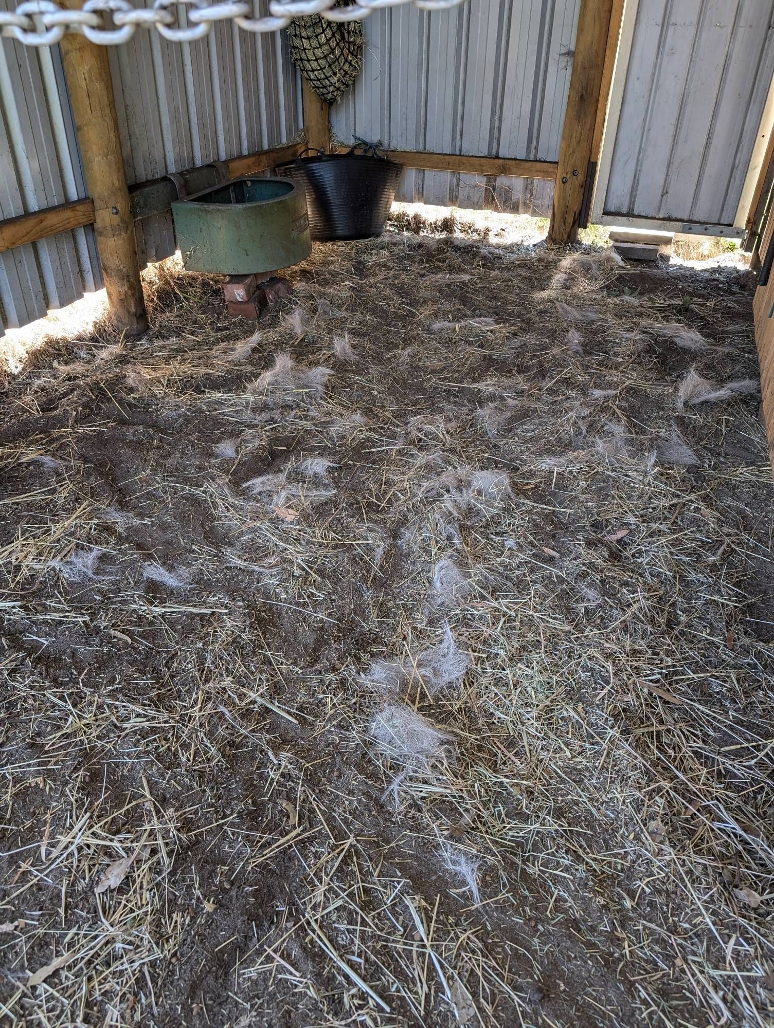 The Mini Mares stable floor covered in her hair after being groomed. Her feed buckets are in the far corner