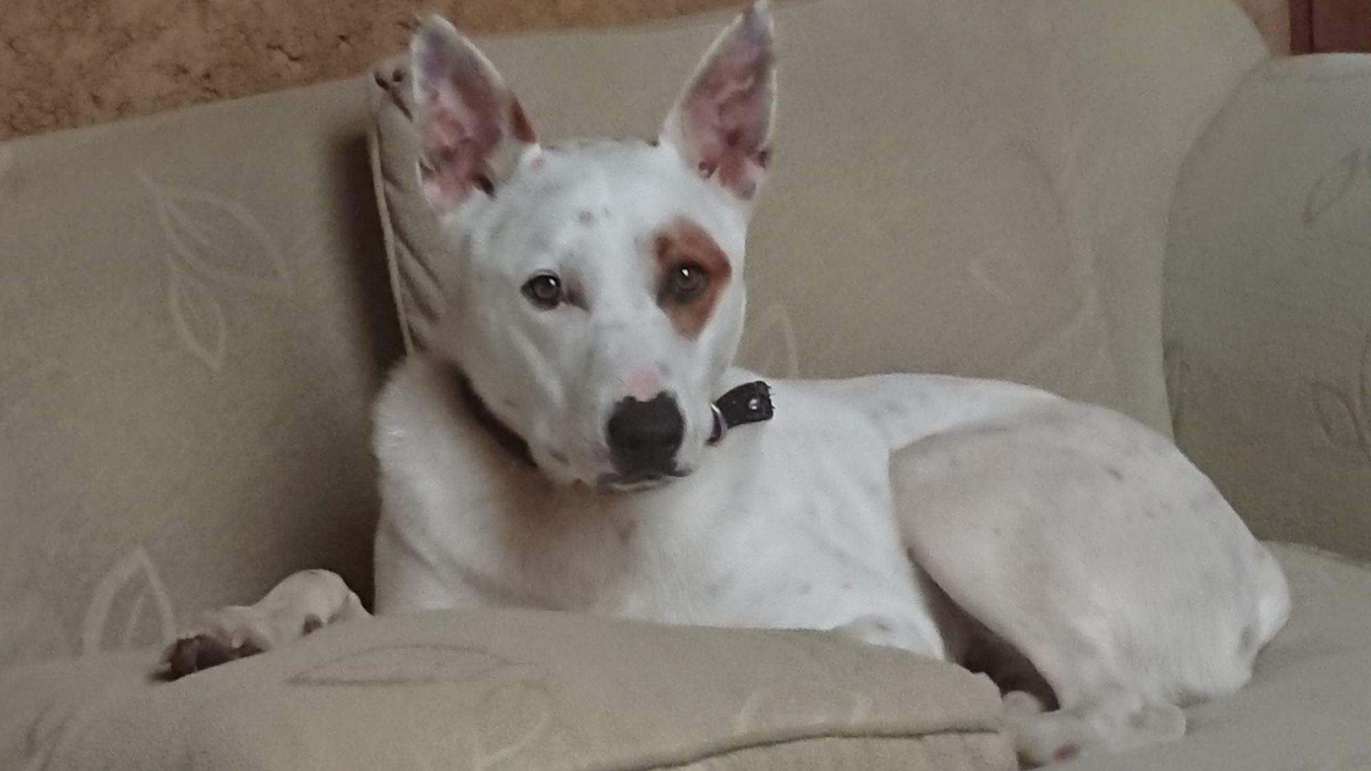 A Aussie cattle dog named William, with a red eye patch reclining on a light green sofa.