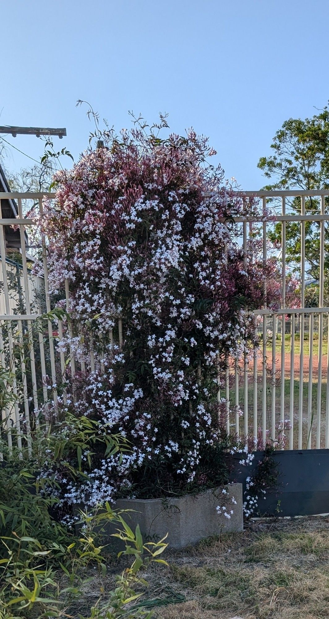 Night scented Jasmine in full bloom growing over a fence