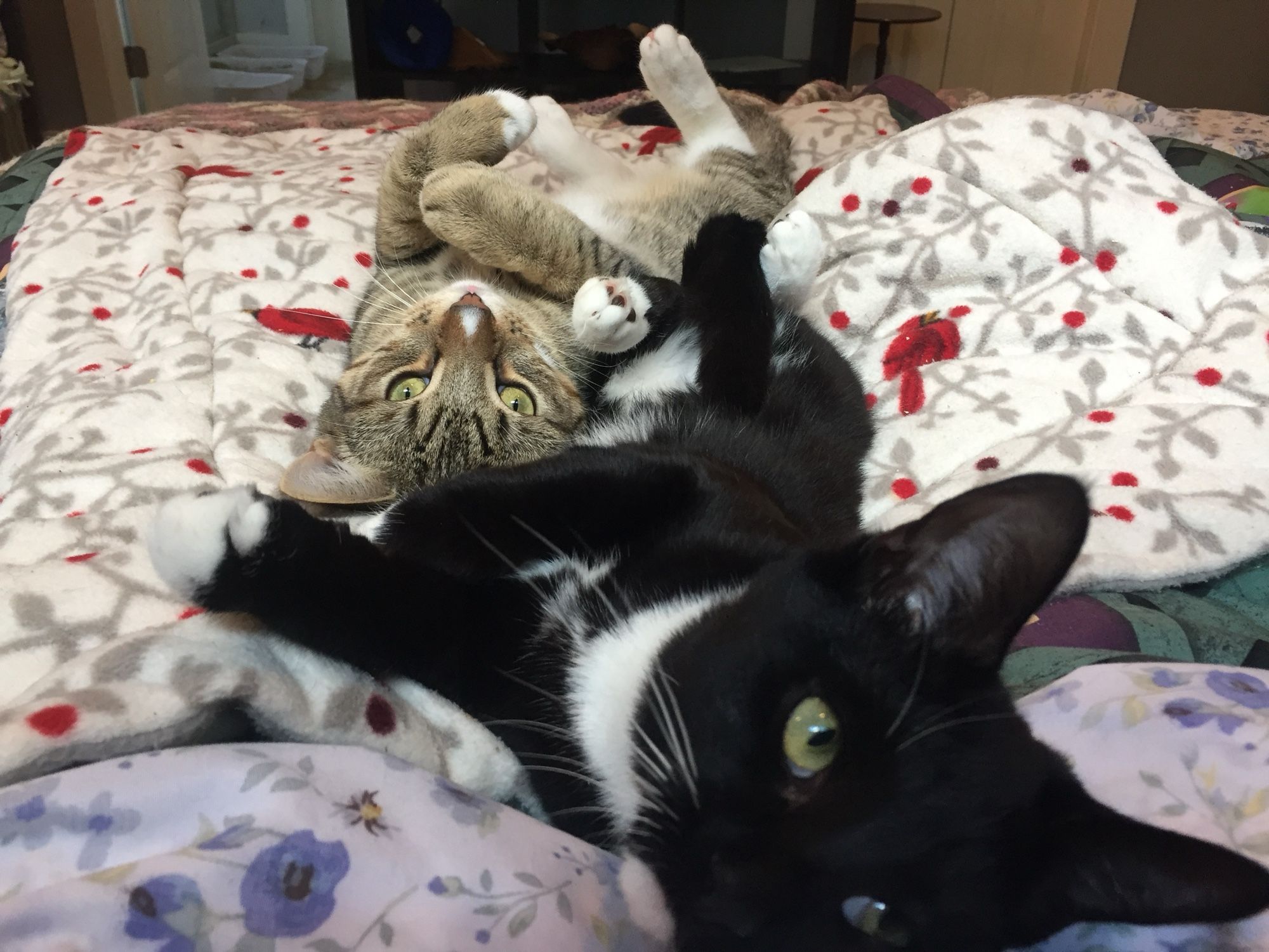 Two cats are sprawled out in comfort on bright flowered blankets.  The tuxie tabby is on his back looking back to camera and the black and white tuxie is on her back looking off a bit to the side.