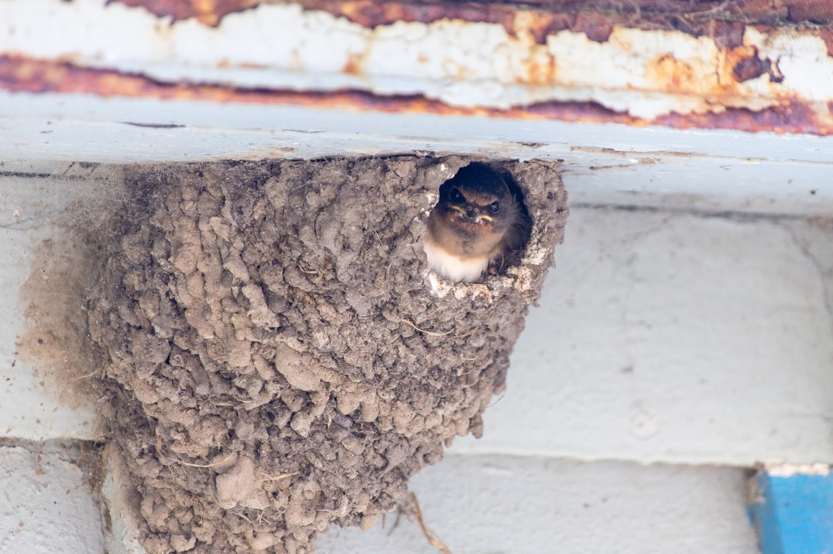 Photo of a baby cliff swallow staring straight at the camera with a brownish chestnut colored head, pale yellow beak, white chest while hanging out at the opening of a mud nest that is gourd shaped with chunks of mud dabbed onto the surface.  The mud nest is attached under a building eave that has white paint. 
