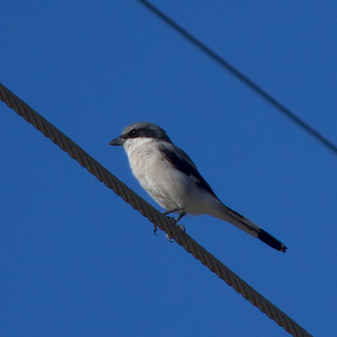 Loggerhead shrike, small song bird with a black eye mask, grey head, beak with a little hook on end, light grey body, black and white wing bars and black tip on tail perched on a dark grey twisted cable and clear blue skies. 
