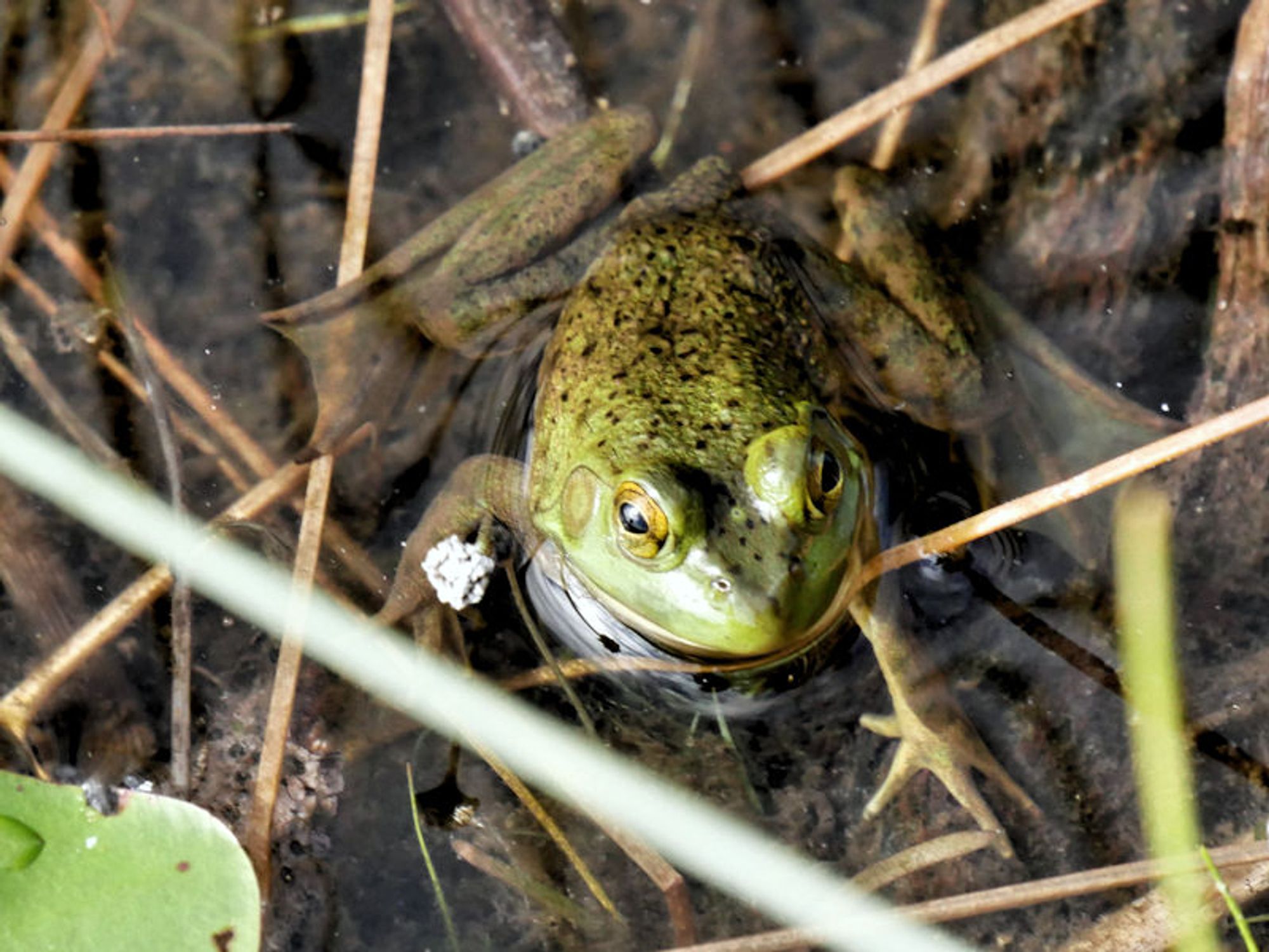 A frog stares up from the edges of Peck Lake in Algonquin Provincial Park in Ontario, Canada.