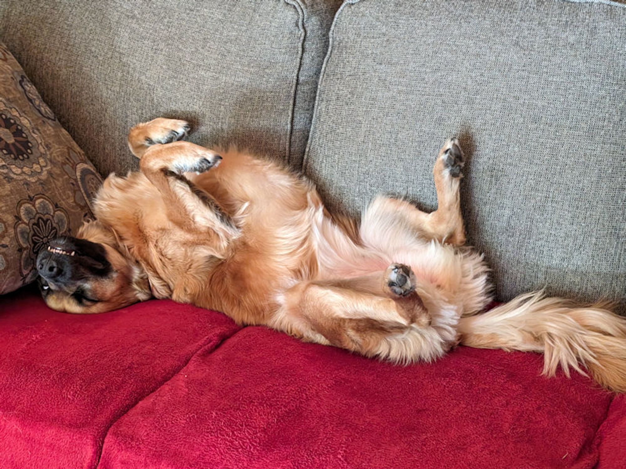 A medium-sized chestnut colored dog lies upside down with her feet in the air on a red blanket that is on a gray couch.