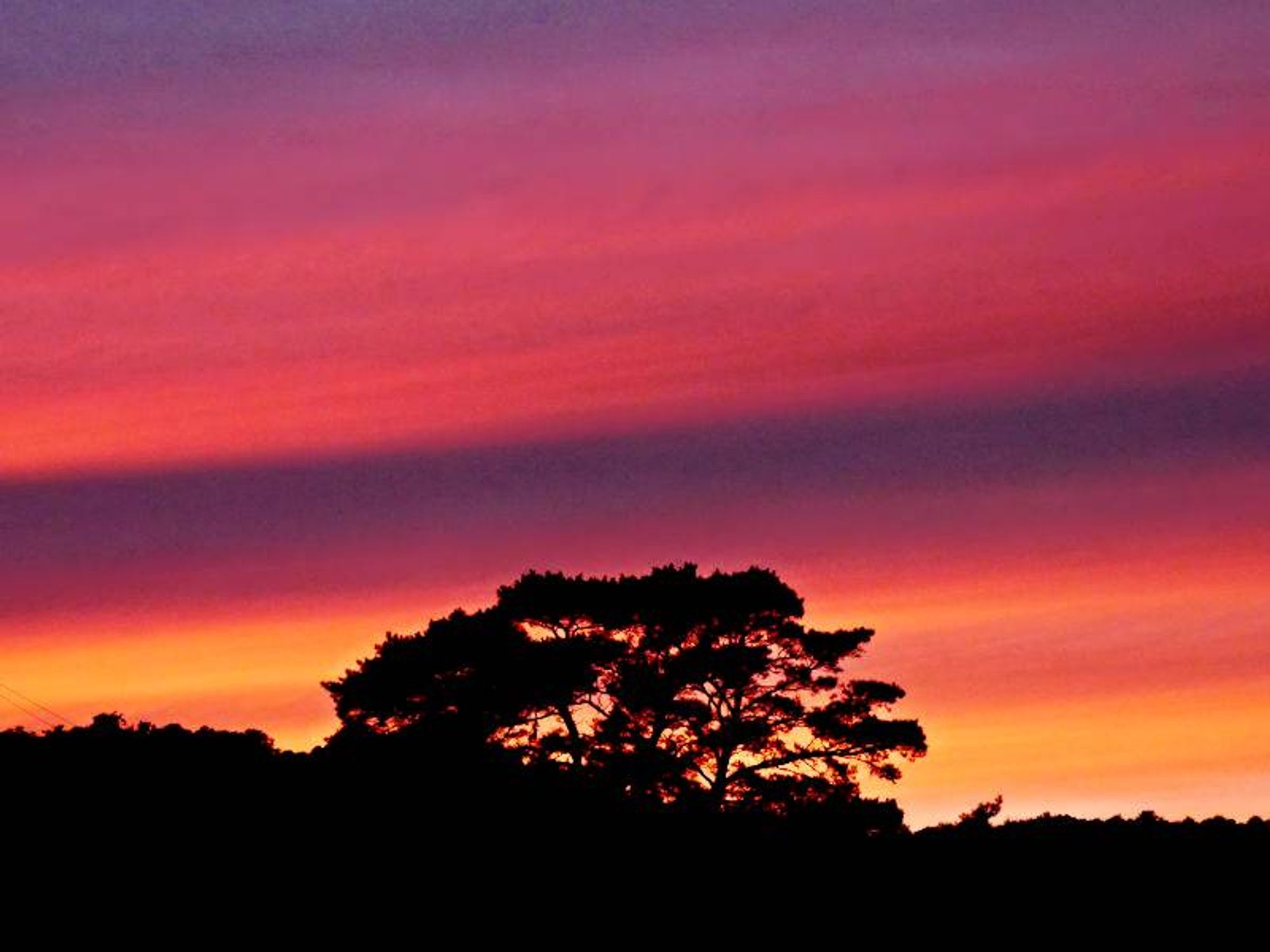 A beautiful sunset of streaks of red and purple with a silhouetted tree in Munising in the Upper Peninsula of Michigan.