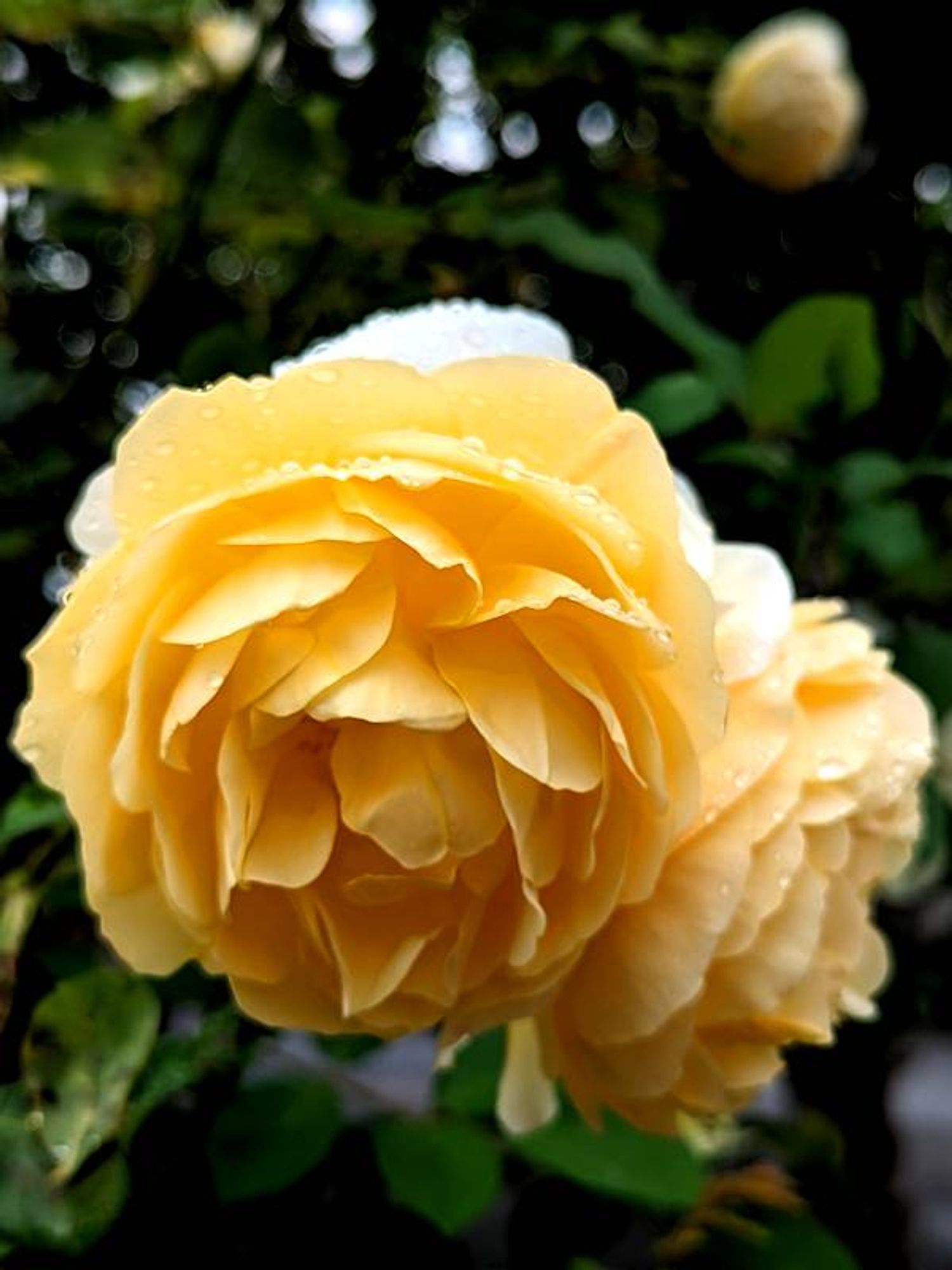 A yellow rose in a garden in Winchcombe, England, one of the towns we stayed in during our 5-day walk through the Cotswolds. It had rained on us the day before and the rose still had water drops on it the next morning.