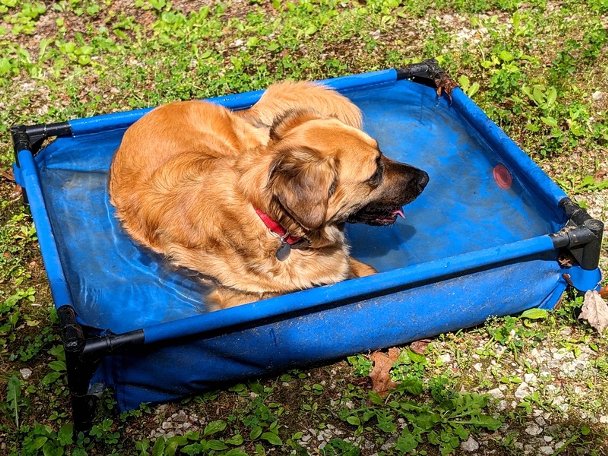 The same dog is in a small blue rectangular pool the is just a bit wider than she is.