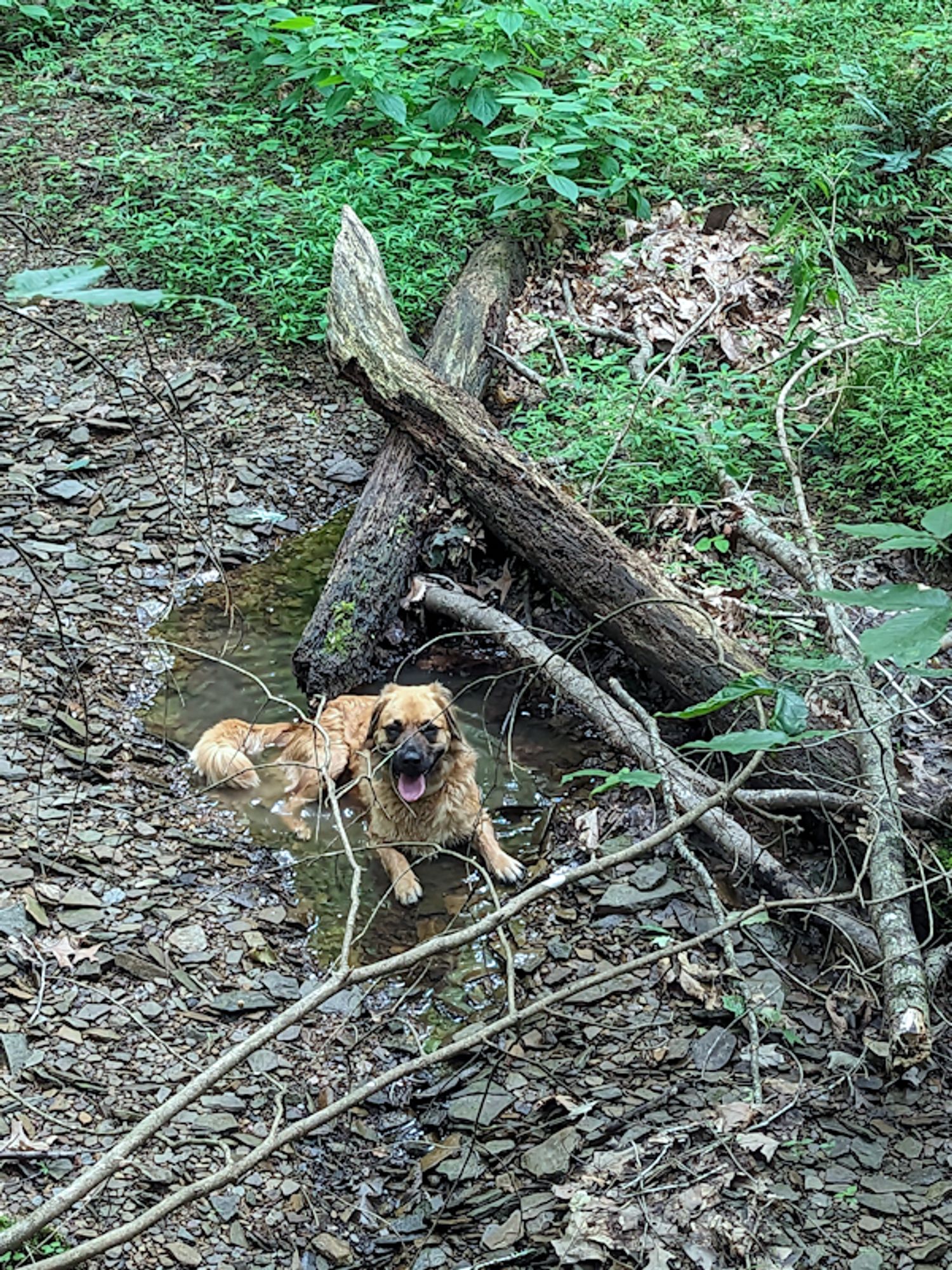 A medium-sized chestnut colored dog with a black muzzle lies in a small puddle in an otherwise dry creek with a gravel bottom.