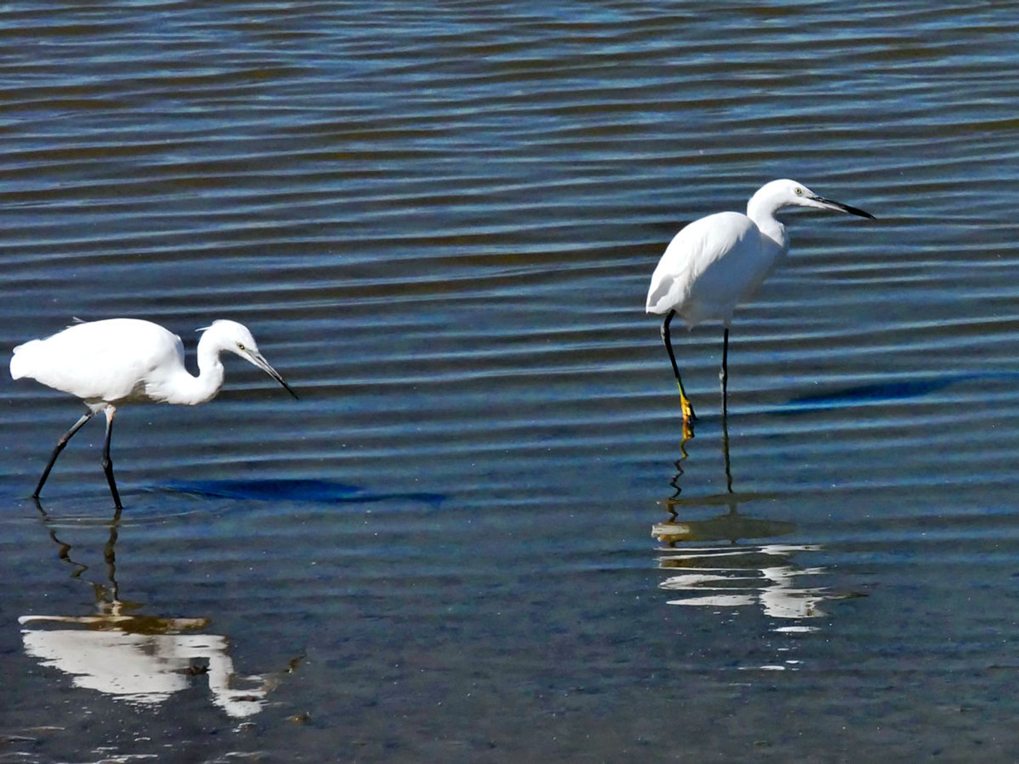 Two regrets are reflected in a pond that is part of the many waters, including more ponds, streams and salt marshes, of Ornithological Park of Pont de Gau in the Carmargue in the south of France.