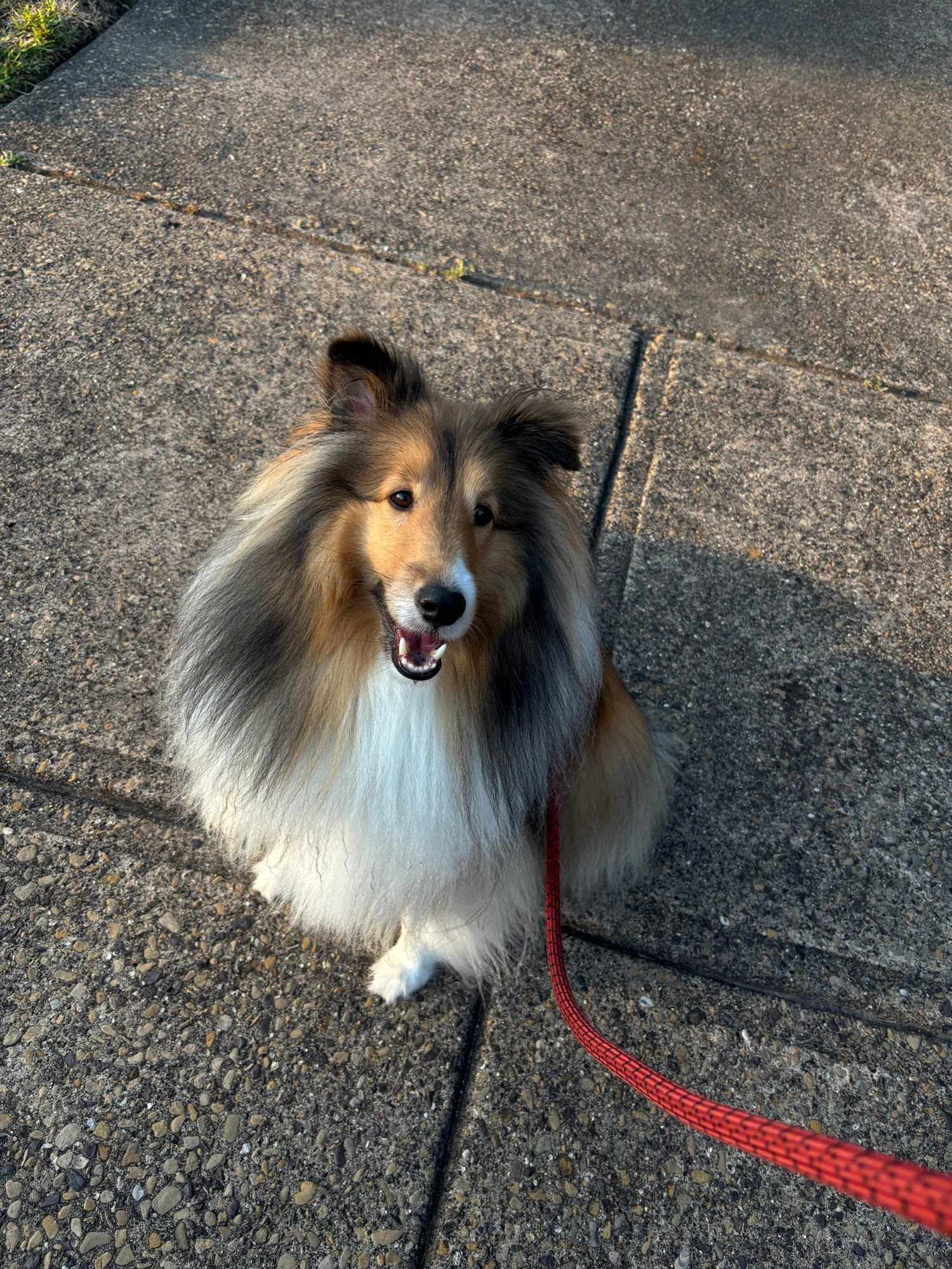 A sable Sheltie sitting on a sidewalk and looking up at the camera, smiling. A red leash is seen in the foreground. It is a nice sunny morning and the dog’s fur is nice and floofy.