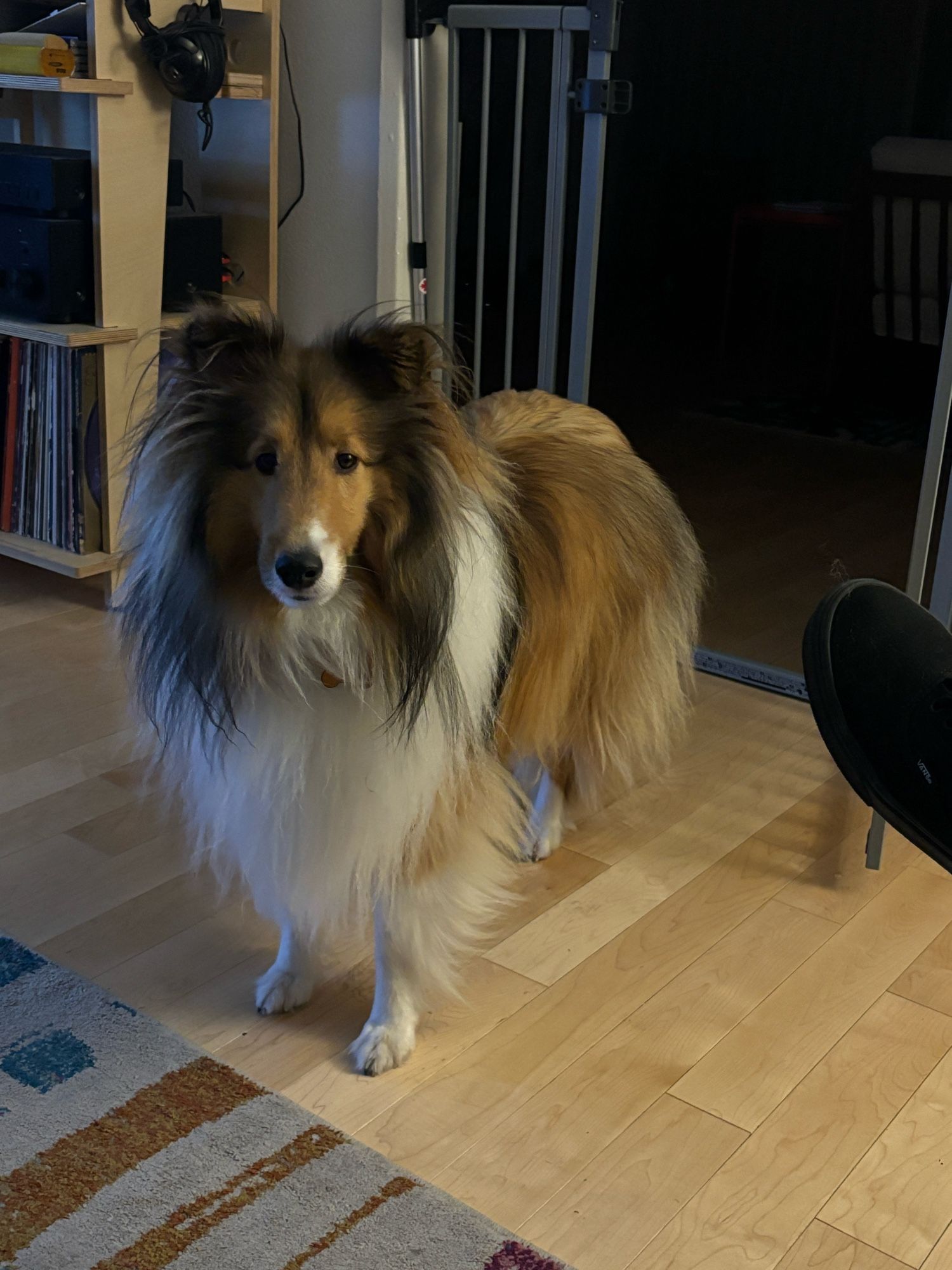 A Sheltie stares at the camera trying to convince their humans to go to bed.