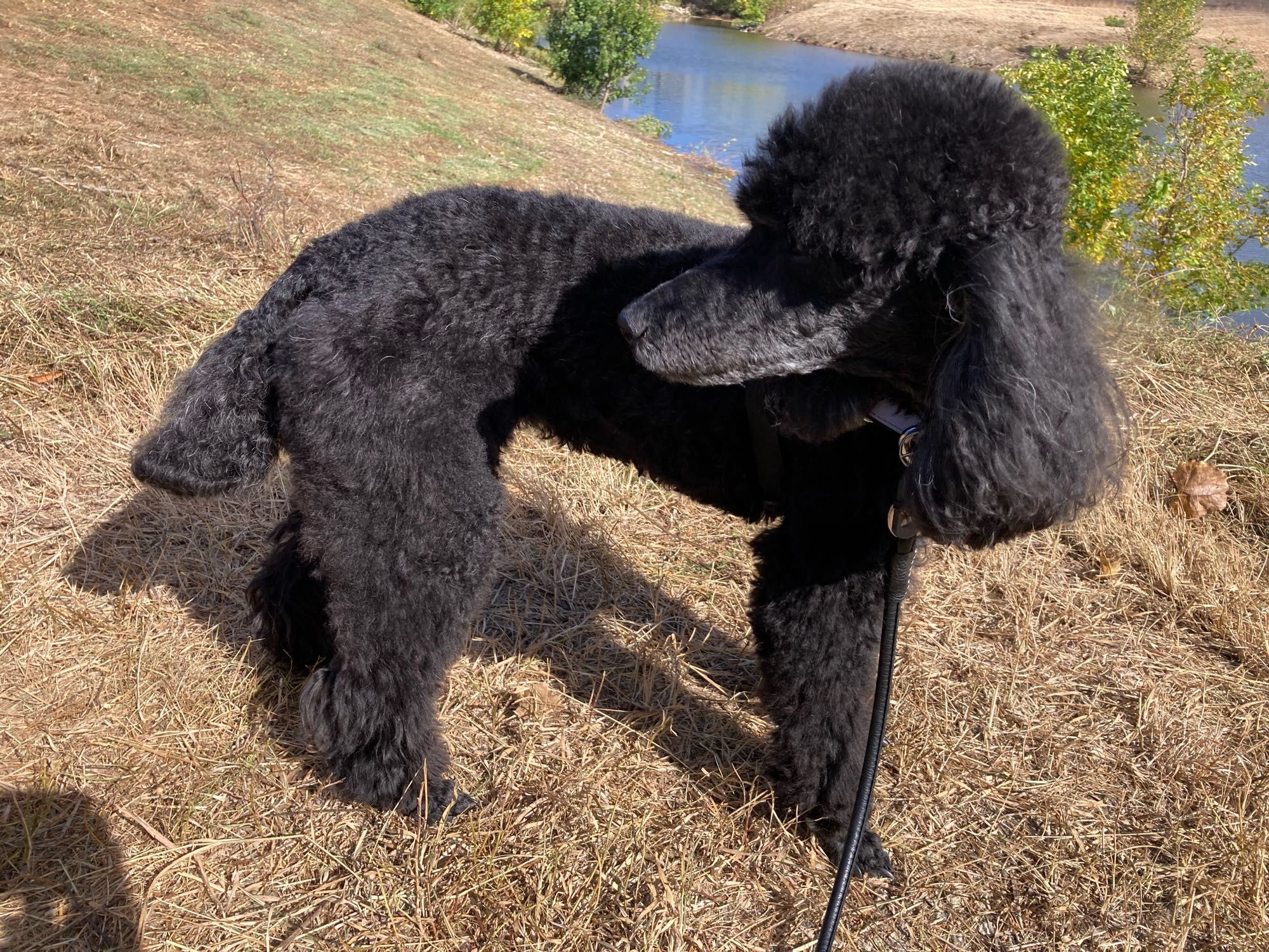 Side view photo of black poodle standing on bank of water basin.