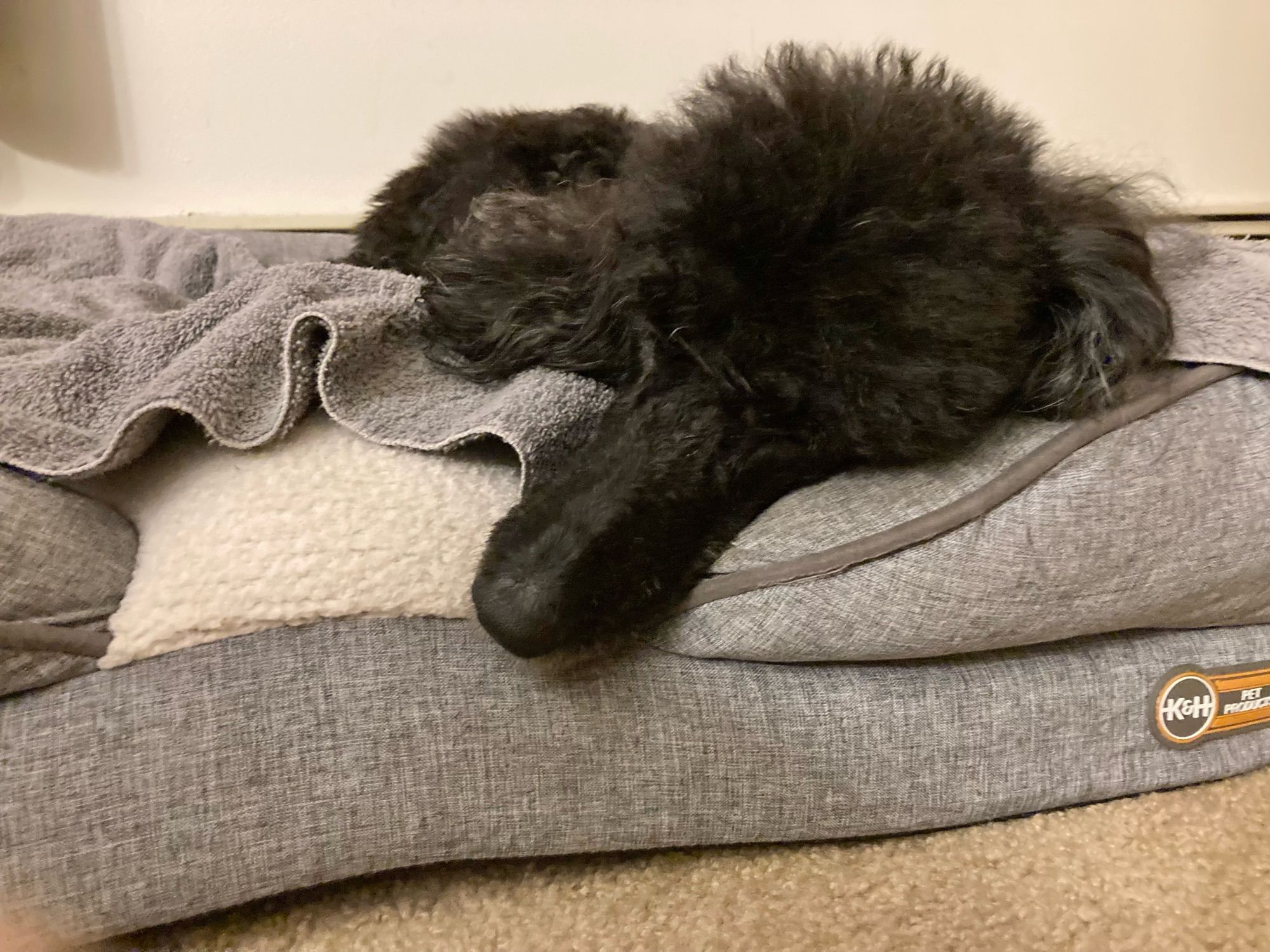 Closeup of black poodle lying on gray and white dog bed atop a blue grey towel.